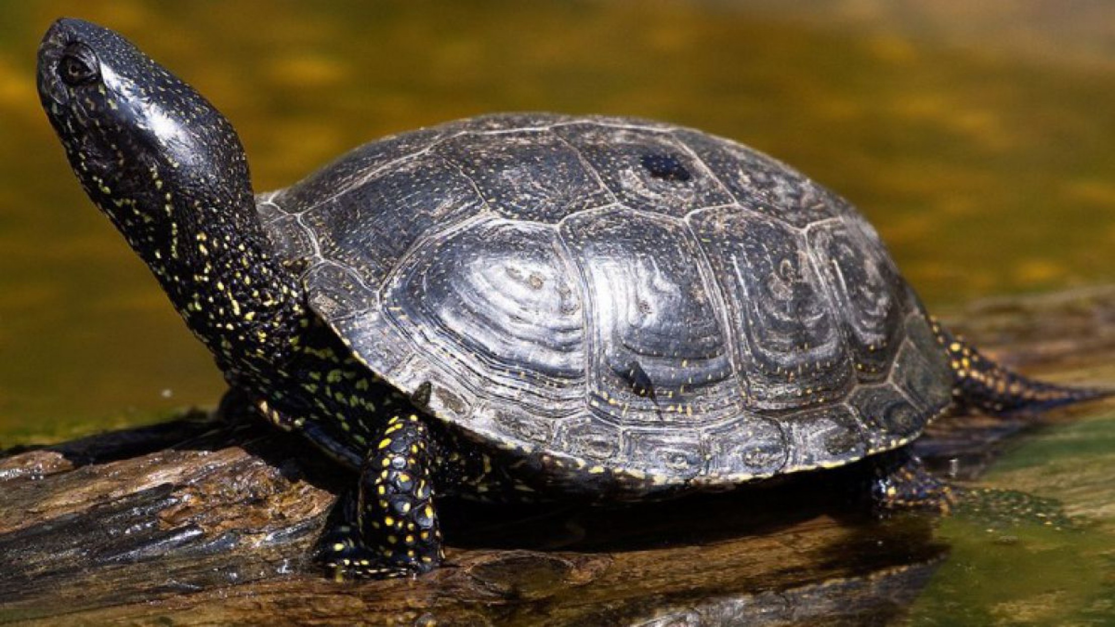 europaeische_sumpfschildkroete_nationalparkdonauauen_schneider