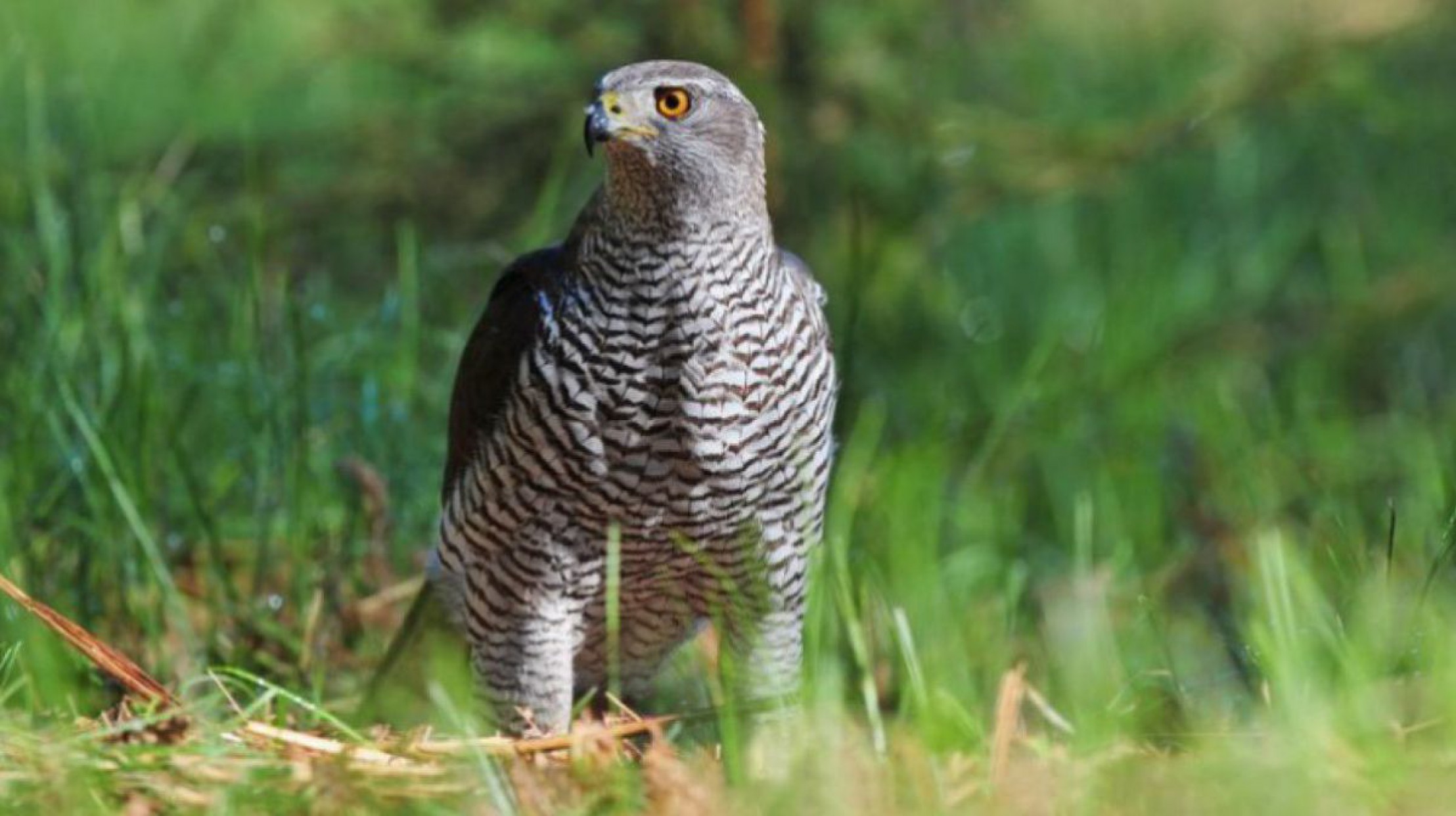 habicht_Fotolia_66418762_S_Soru_Epotok