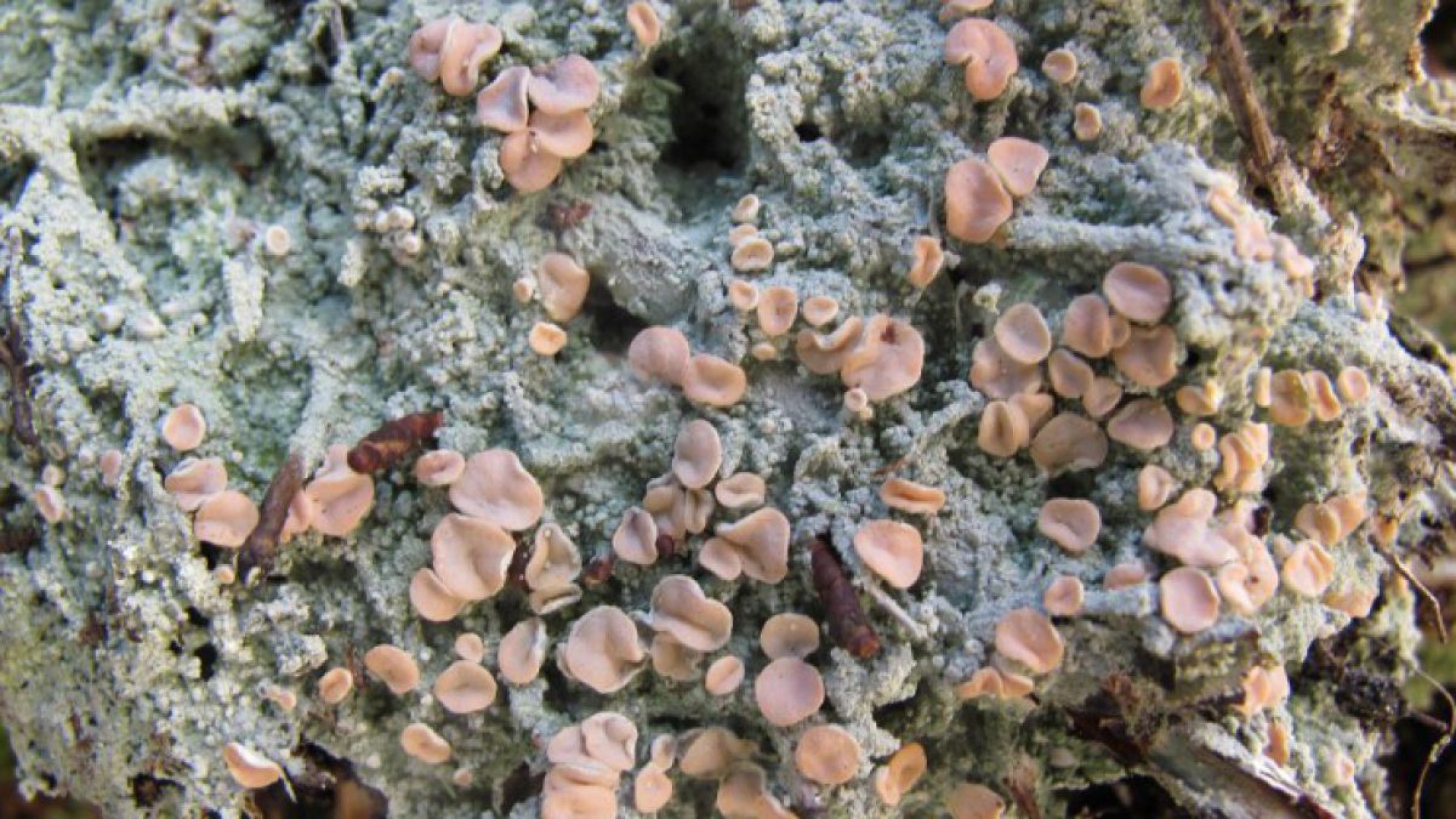 heideflechte_wolfgangvonbrackel