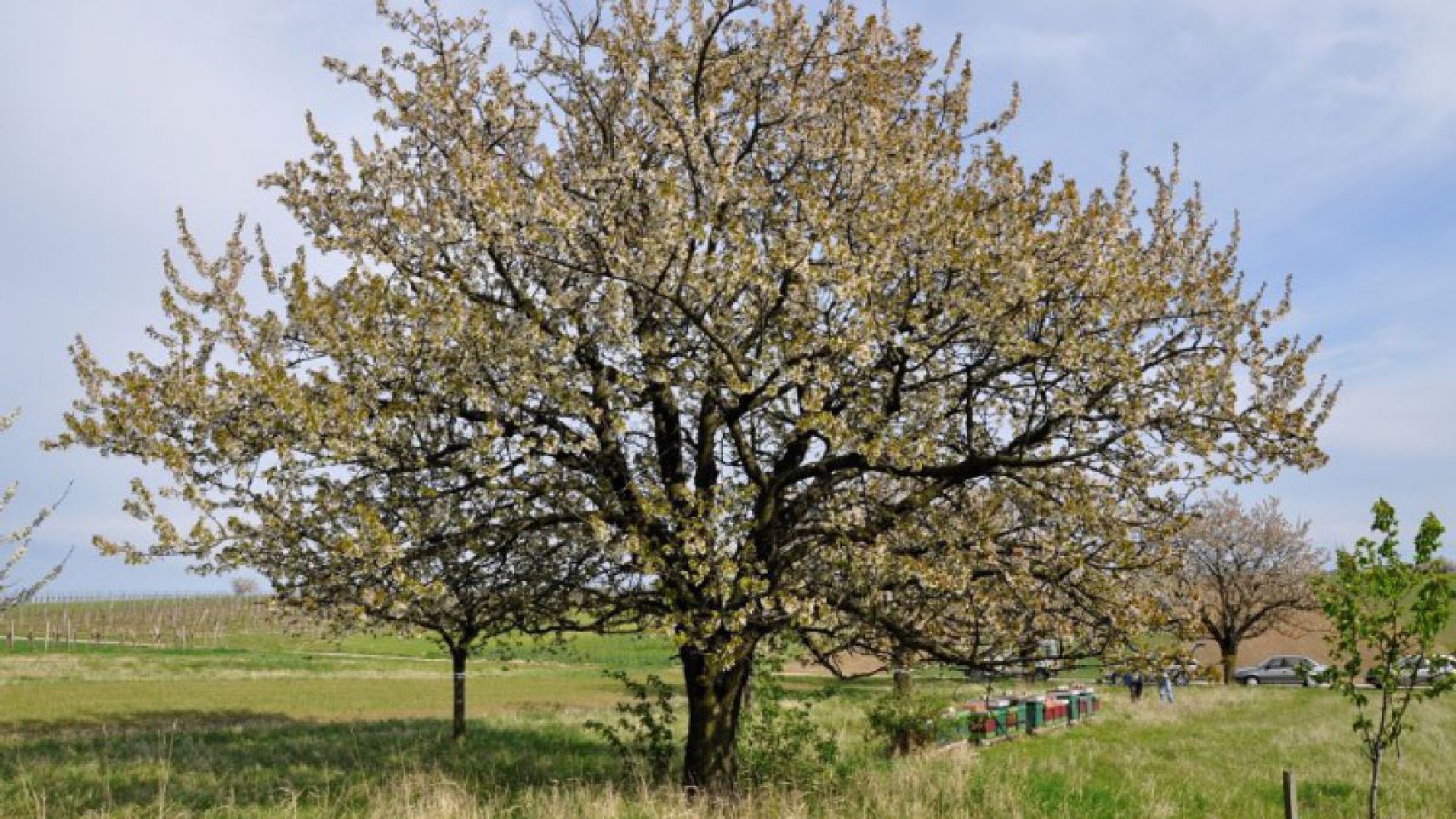 joisereinsiedekirschbaum_c_schuellerspoerrspornberger