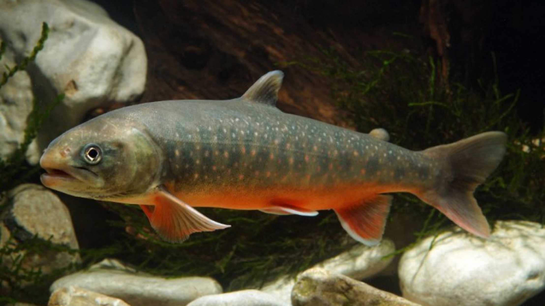 seesaibling_oebfarchiv_clemensratschan