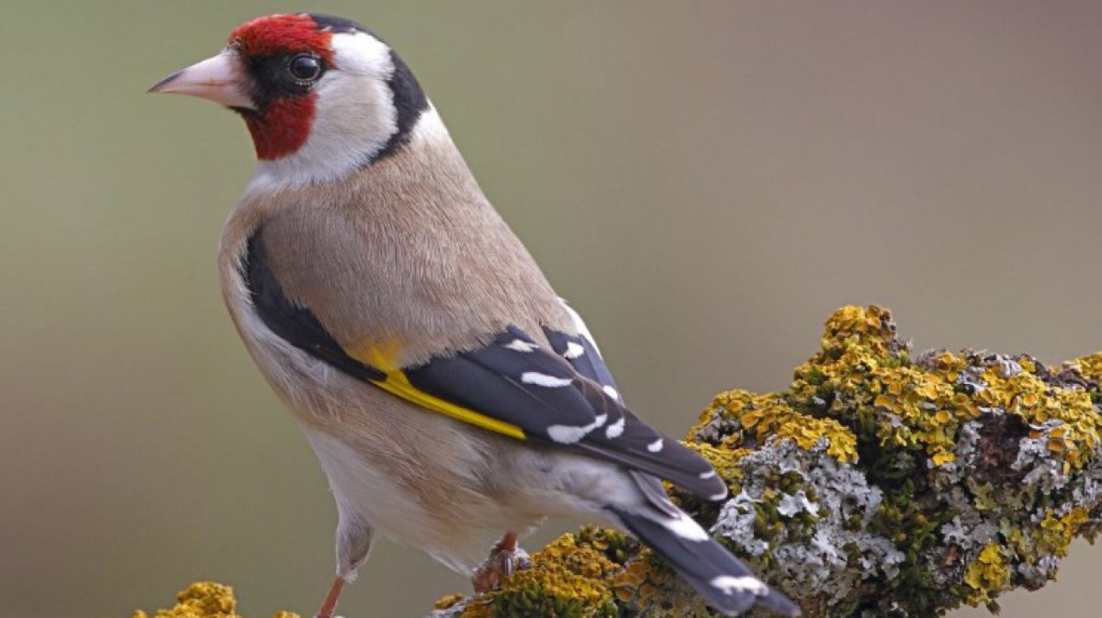 stieglitz_hansglader