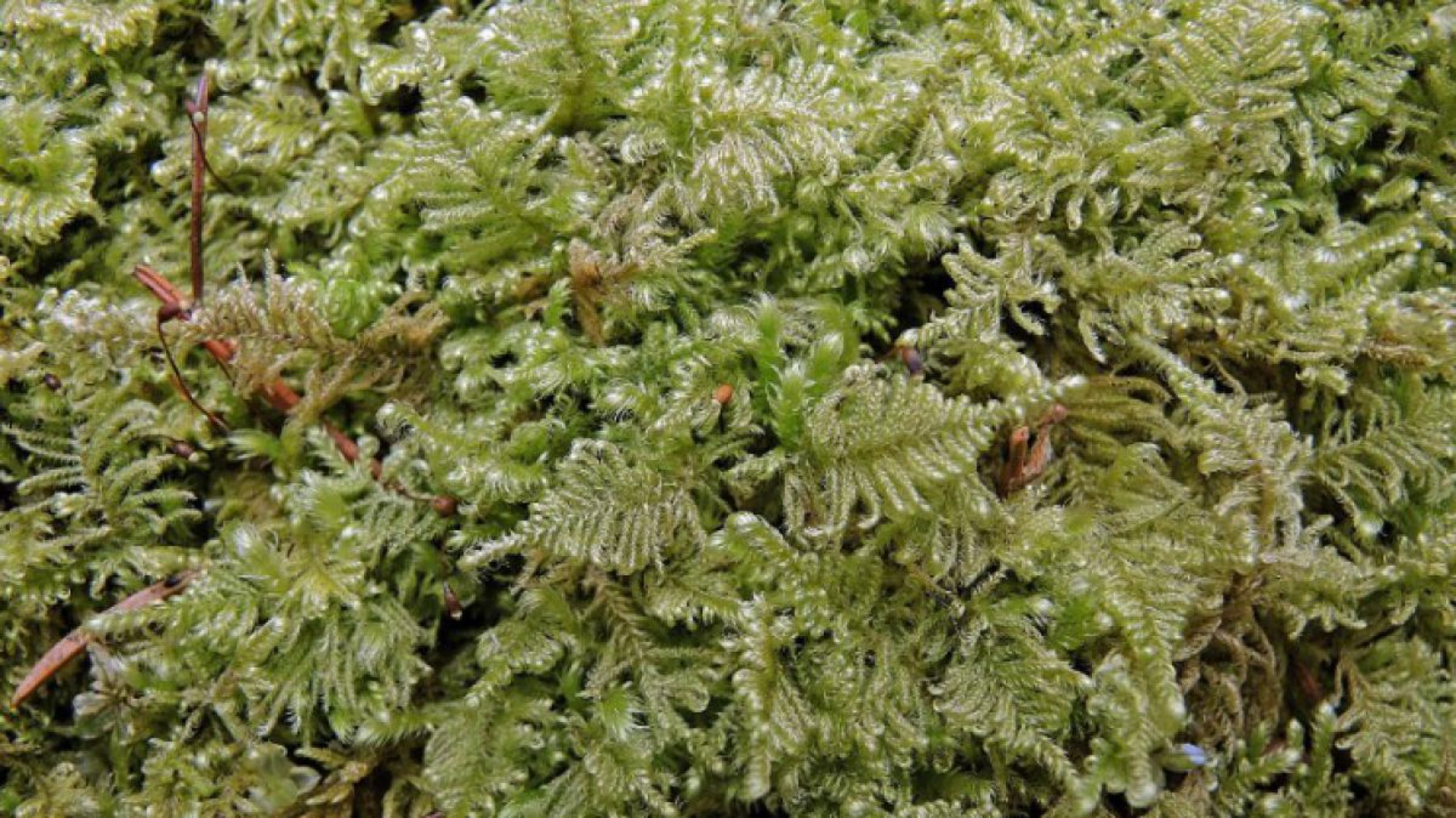 weicheskammmoos_c_heikehofmann