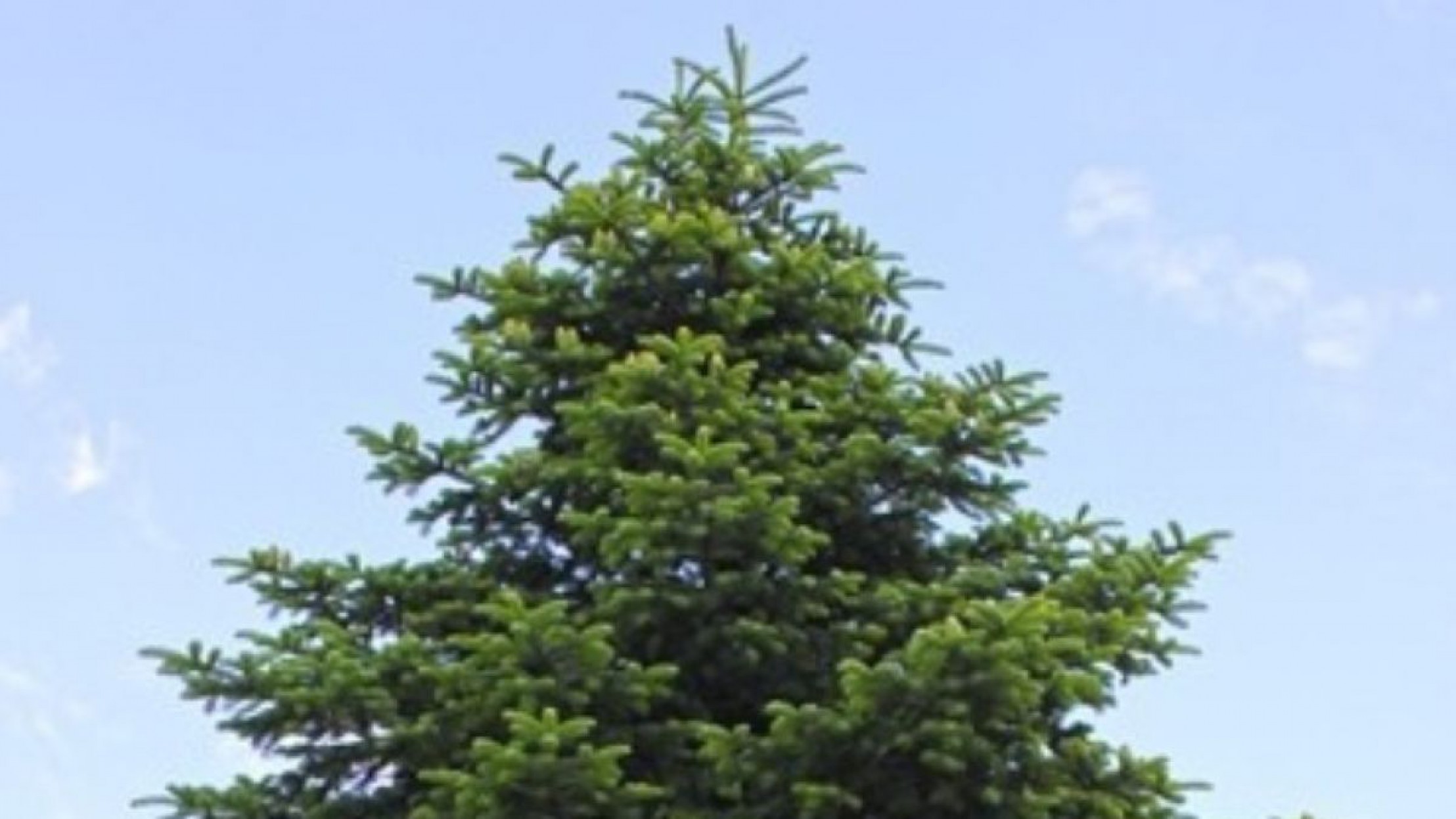 weisstannekuratoriumwaldweb