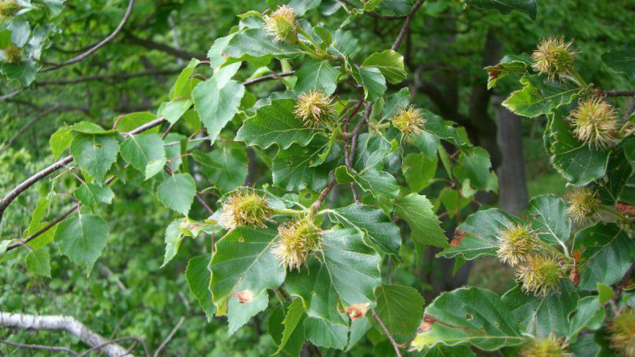 Rotbuchenbl&auml;tter und Fruchtansatz 