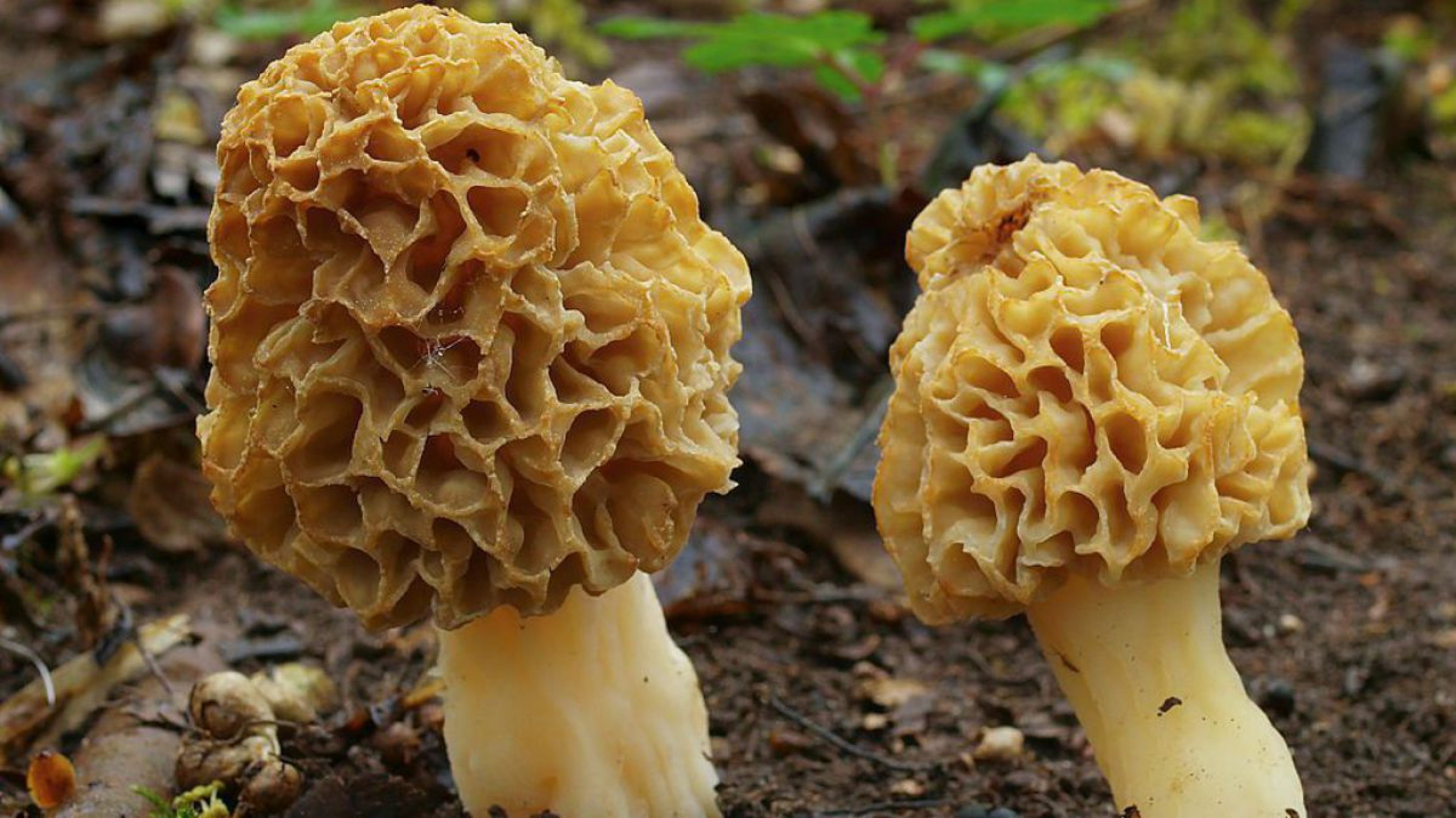 Die Speisemorchel w&auml;chst h&auml;ufig unter Laubb&auml;umen.