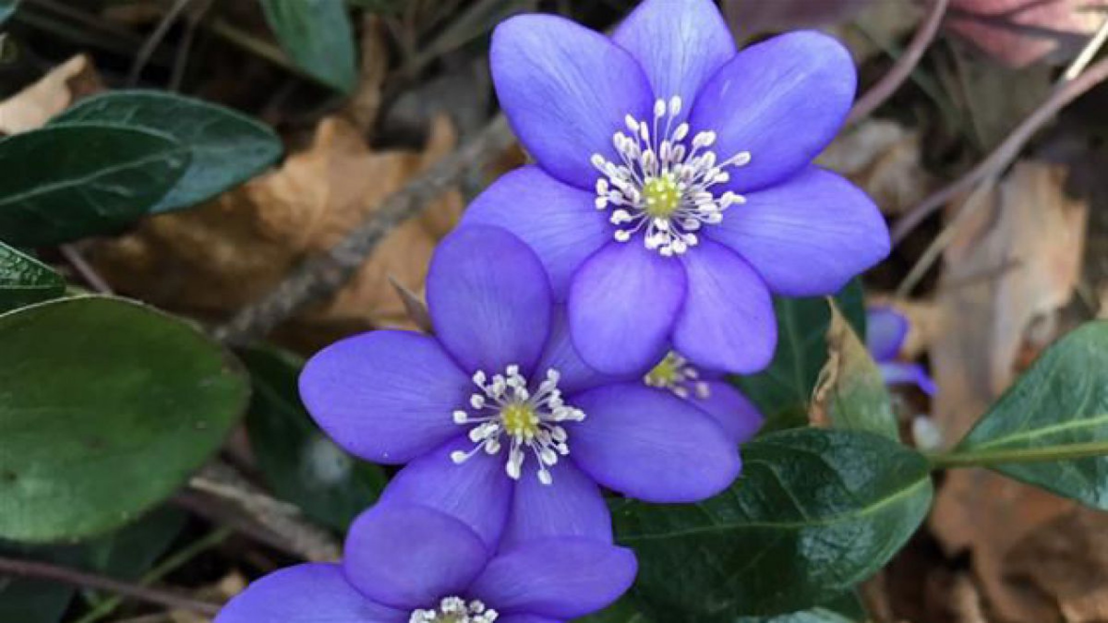 Das Leberbl&uuml;mchen ist die Blume des Jahres 2013. 