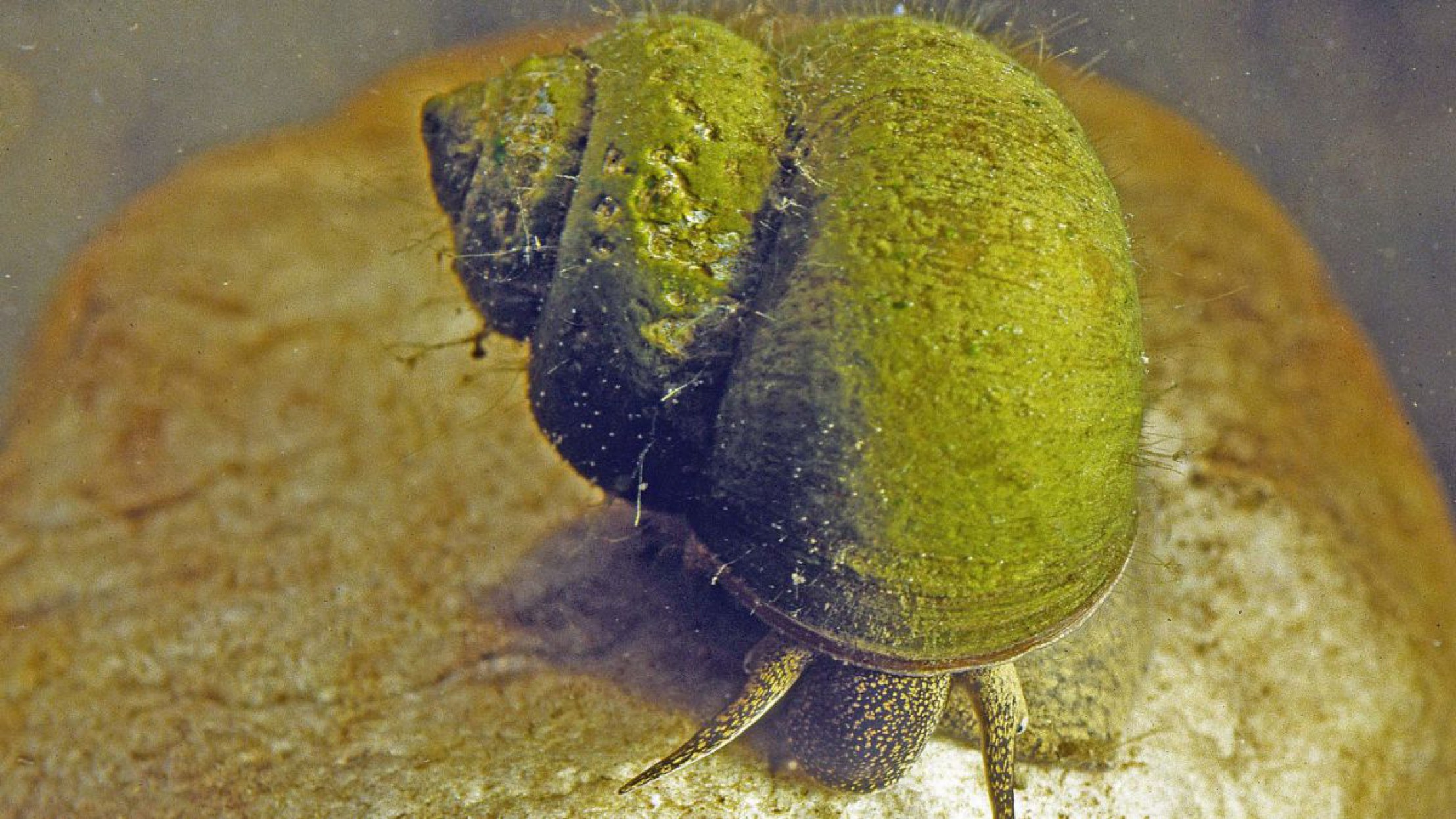 Die Sumpdeckelschnecke ist das Weichtier des Jahres.