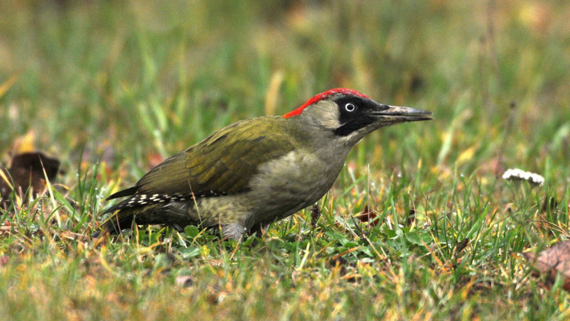 Der Gr&uuml;nspecht ist der Vogel des Jahres 2014.