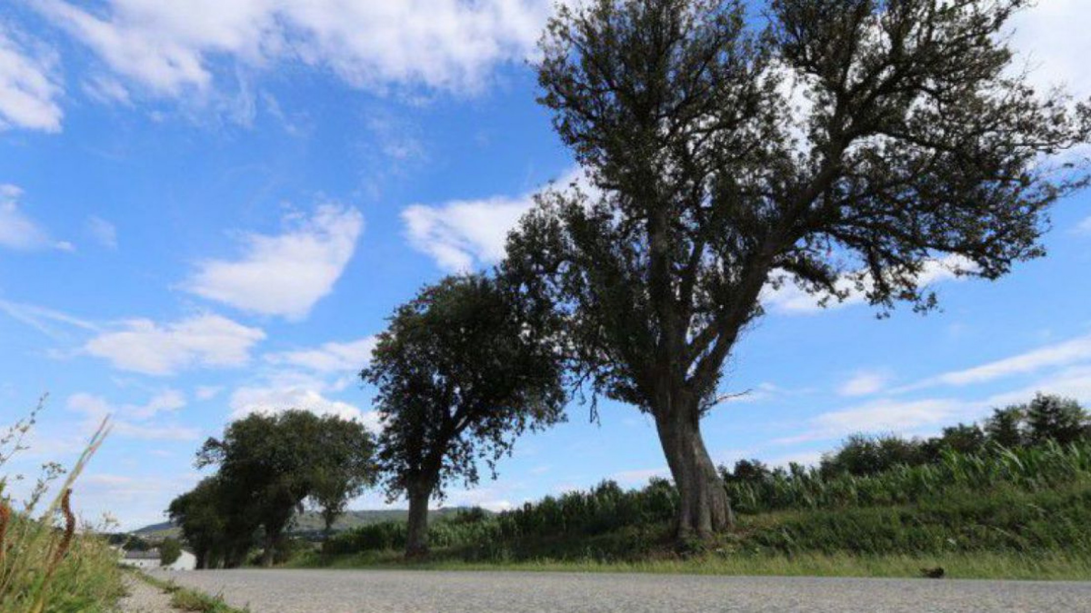 B&auml;ume am Wegesrand