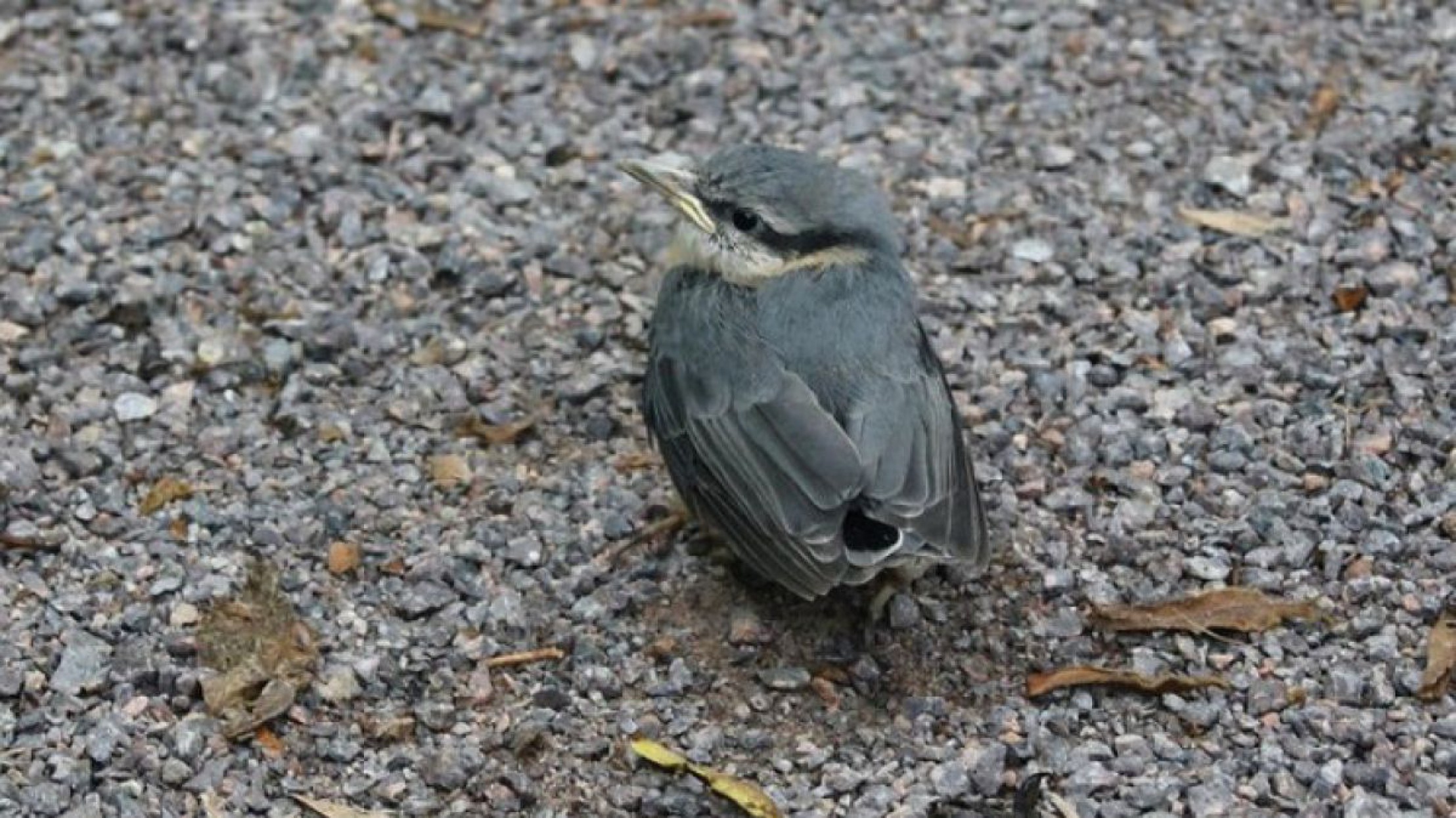 Jungvogel_Foto-Knigge