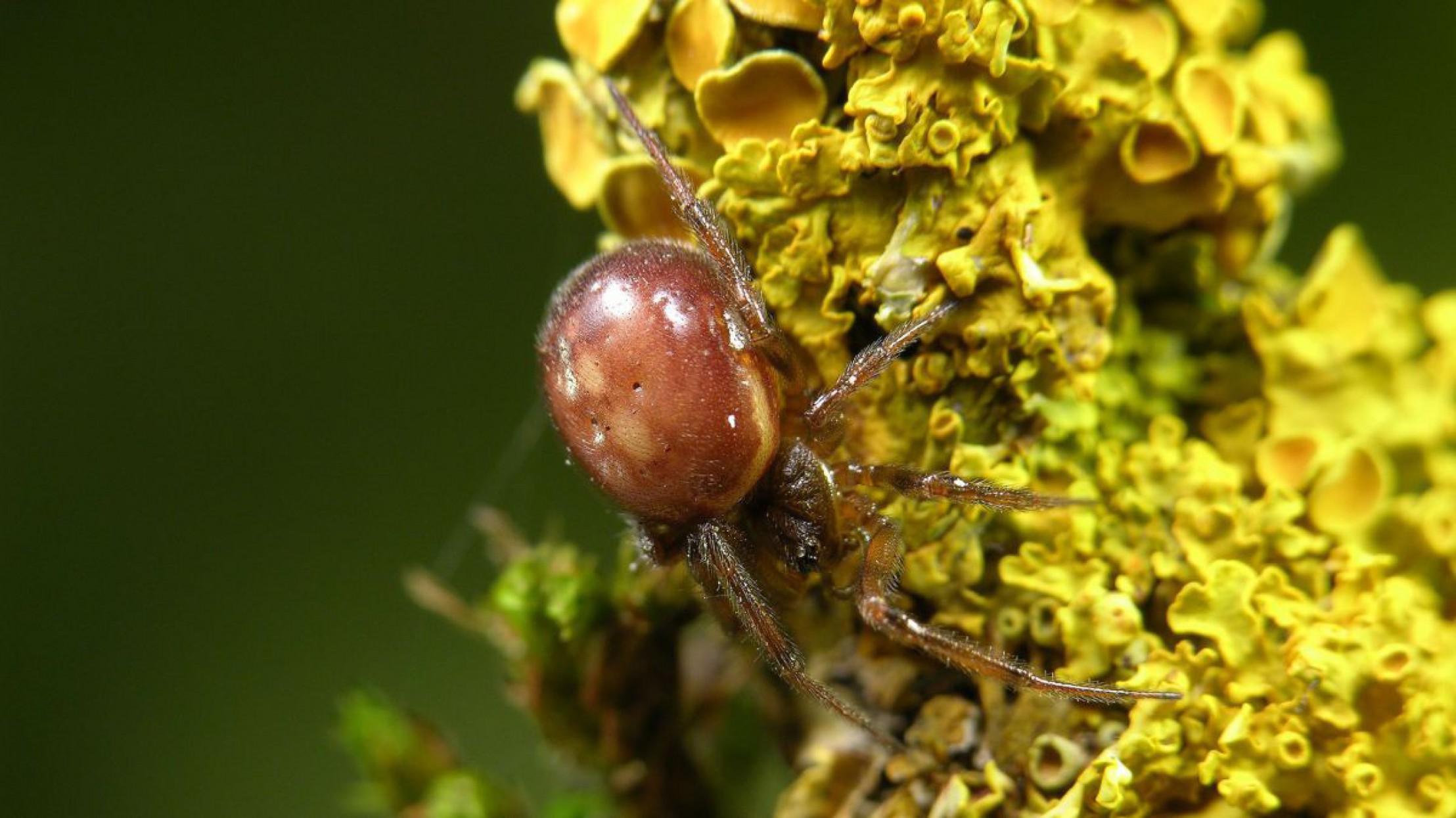 Die Fettspinne wurde zur Spinne des Jahres 2018 gew&auml;hlt. 