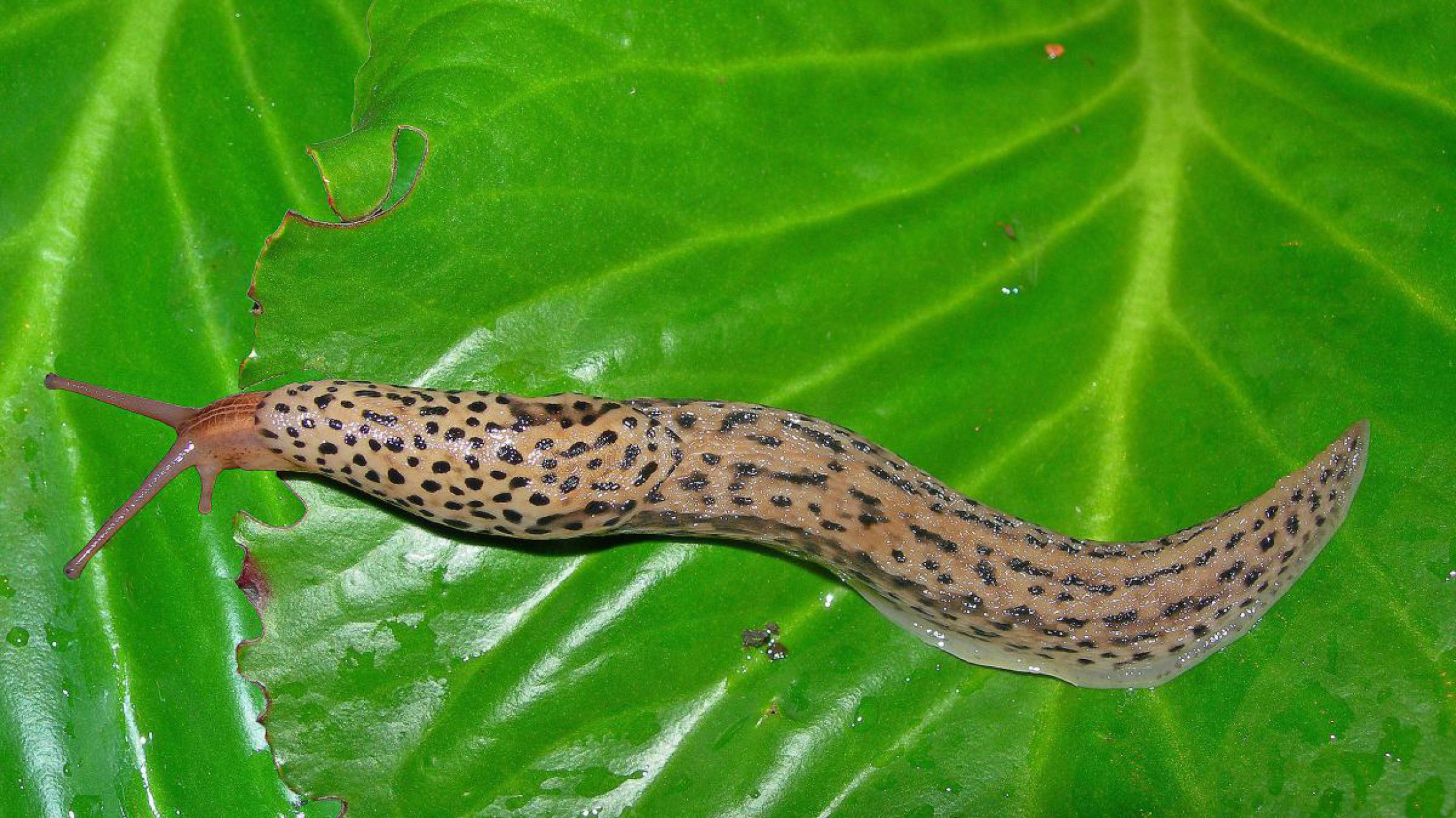 Der Tigerschnegel wurde zum Weichtier des Jahres 2018 gew&auml;hlt. 