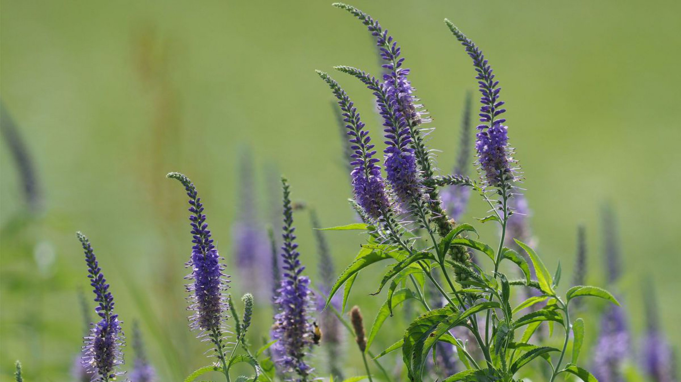 Der Langbl&auml;ttrige Ehrenpreis ist die Blume des Jahres 2018. 
