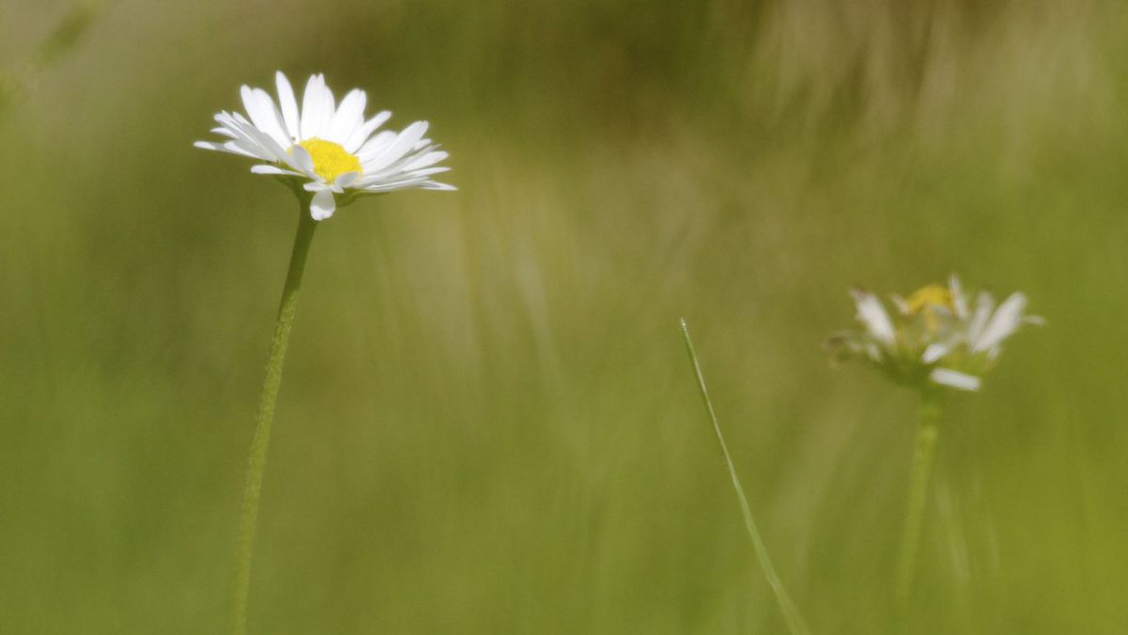 Nachhaltiger Bodenschutz ist wichtig um die Artenvielfalt in Nieder&ouml;sterreich zu unterst&uuml;tzen.