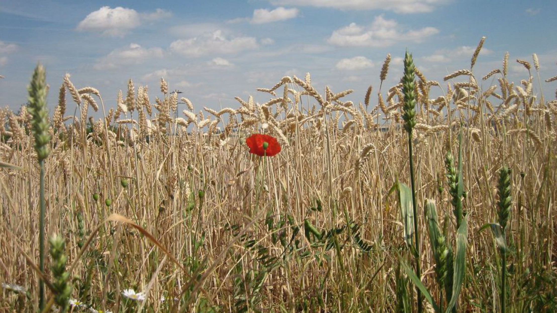 Als oberste Schicht unseres Planeten liefert der Boden &uuml;ber 90 Prozent unserer Nahrung.