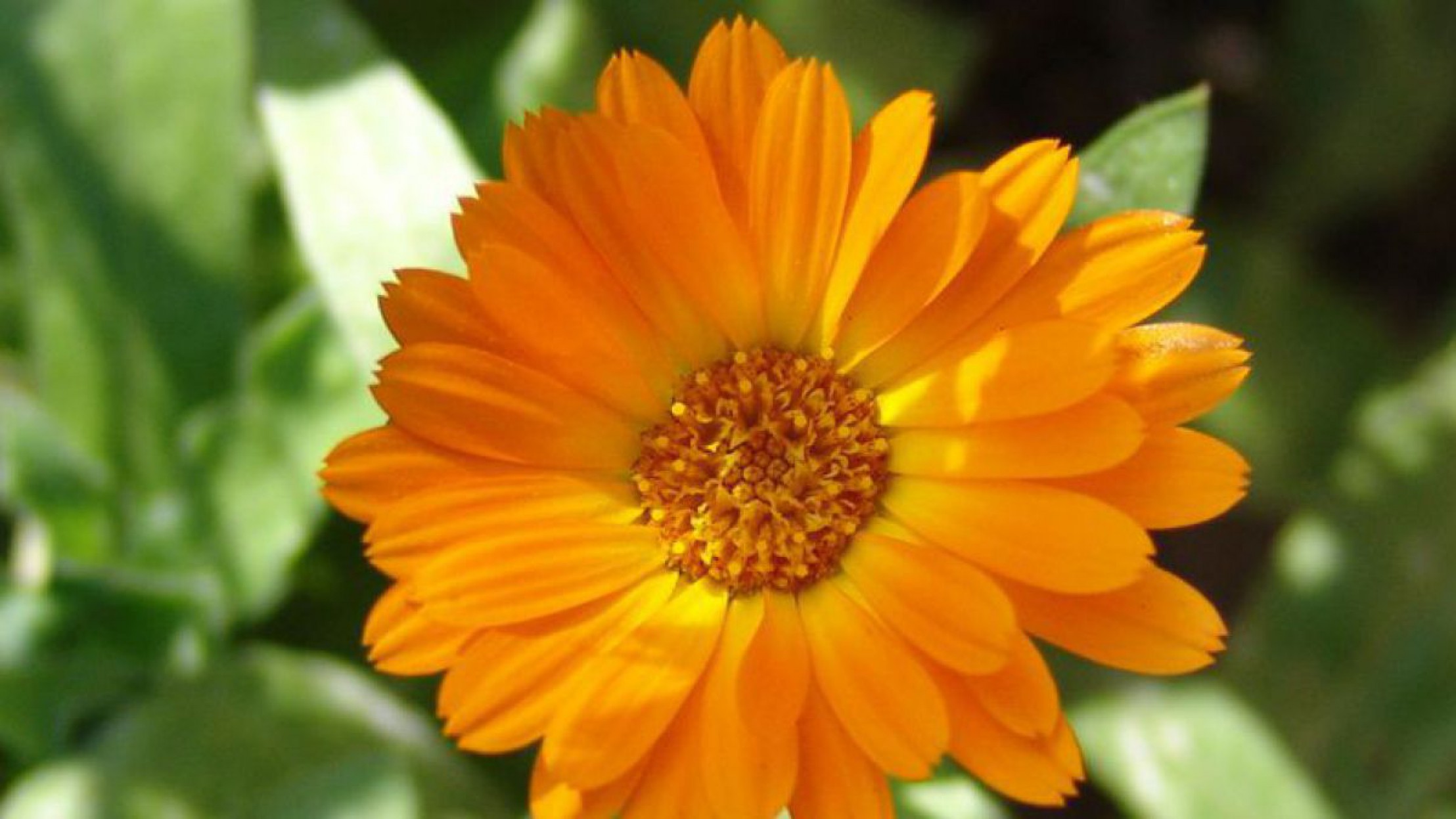 Die Ringelblume wurde zur Heilpflanze des Jahres 2018 gew&auml;hlt. 