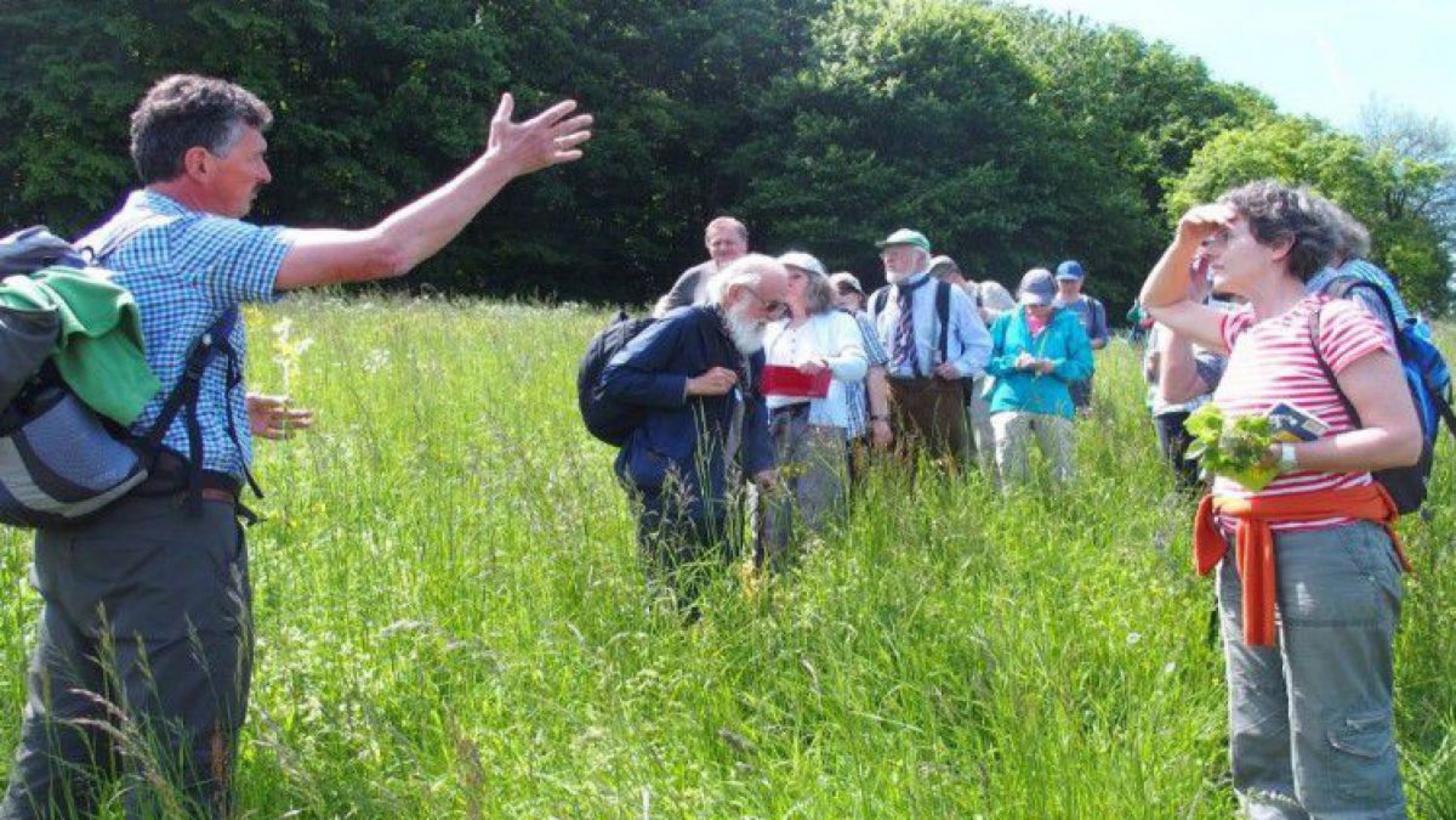 Wiesen sind wichtige Lebensr&auml;ume.