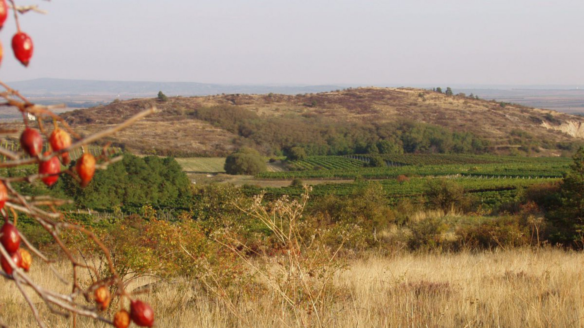 Gollitsch vom Mittelberg