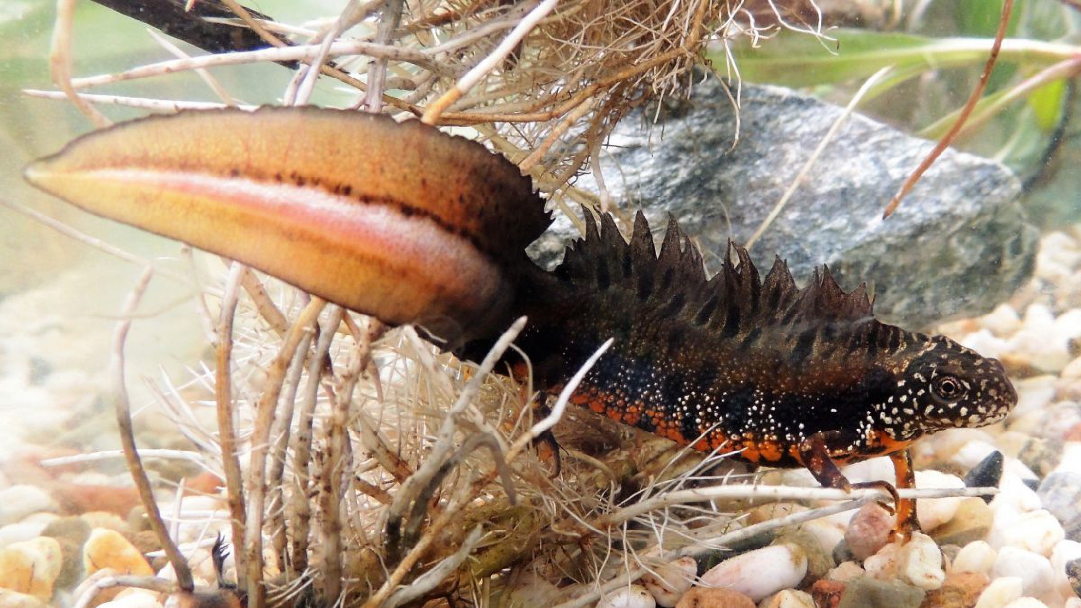 Der Donau-Kammmolch ist der kleinste heimische Kammmolch.