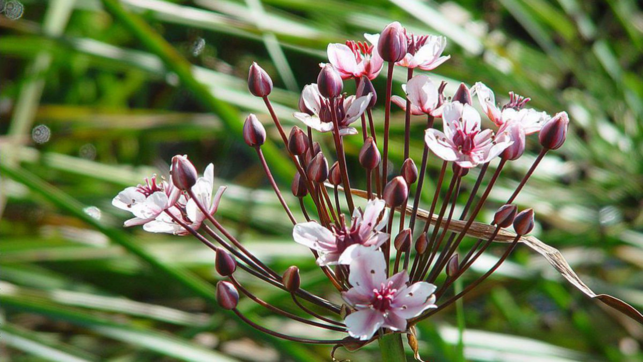 Die Schwanenblume, auch Wasserliesch, Blumenbinse, Doldige Schwanenblume oder Wasserviole genannt, ist eine Pflanzenart, die an Gew&auml;sserufern und in Feuchtgebieten vorkommt. 