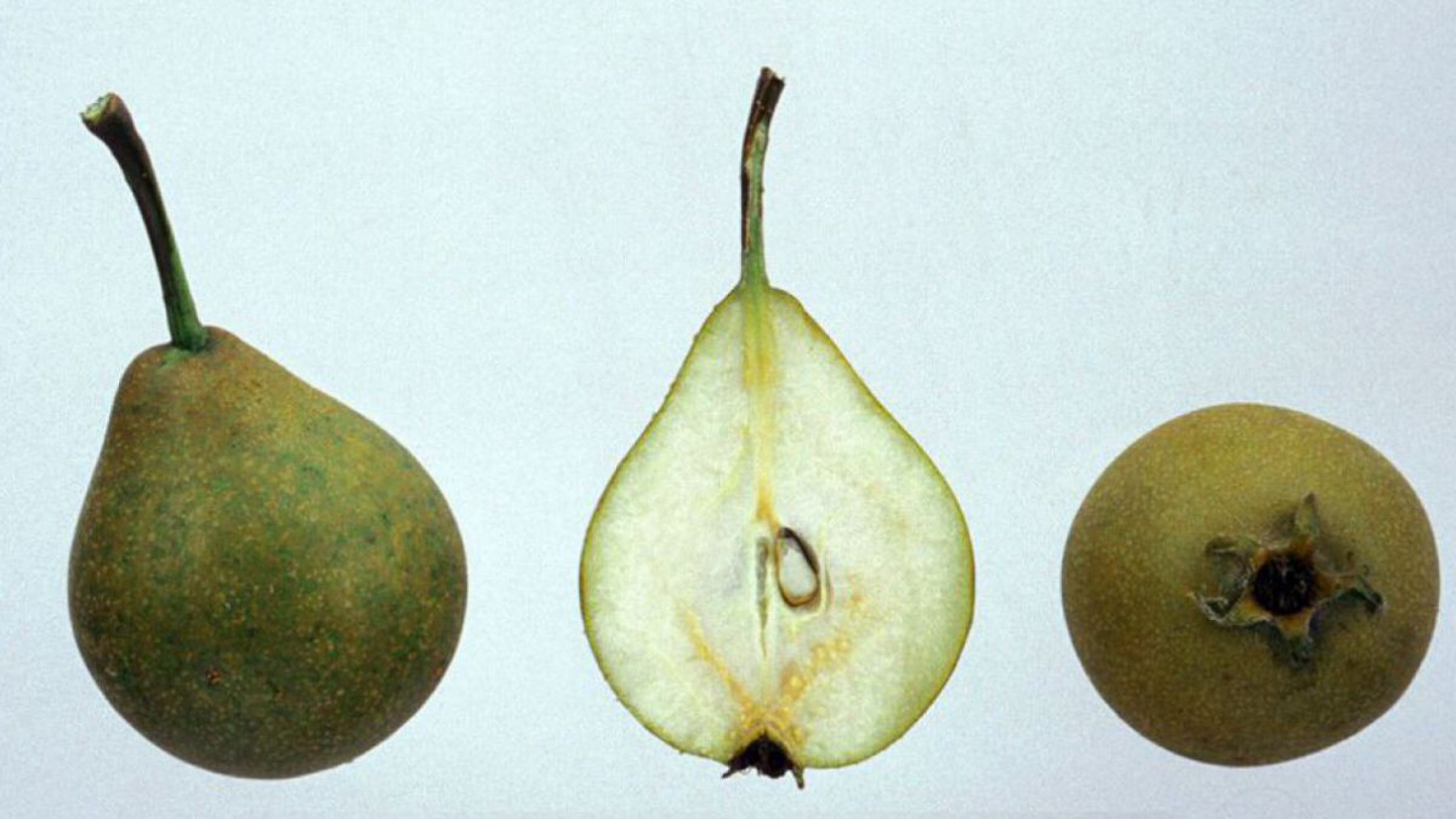 Die Birnensorte Gute Graue wurde zum Streuobst des Jahres 2016 gew&auml;hlt.