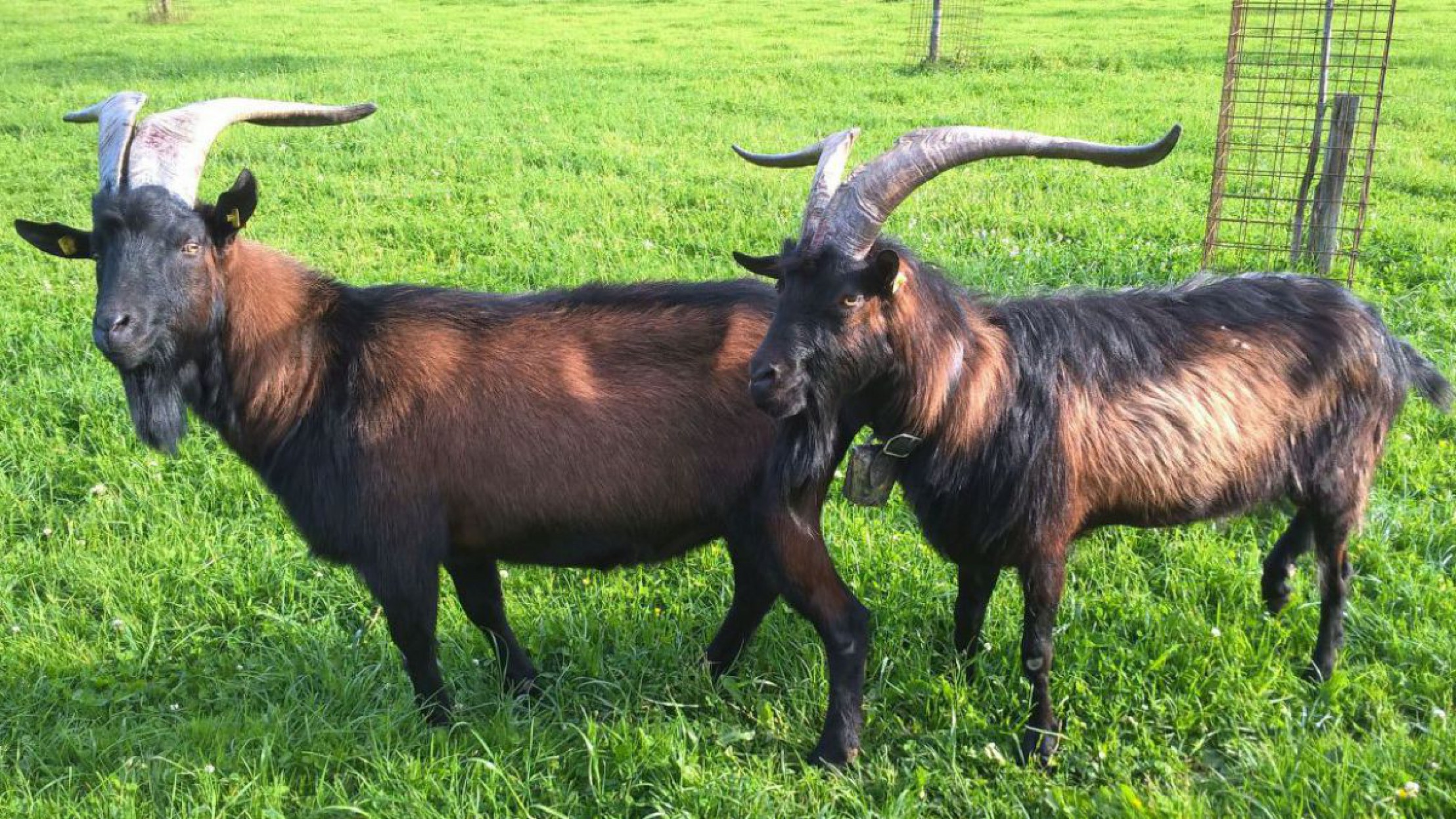 pinzgauerziege_c_arche_austria