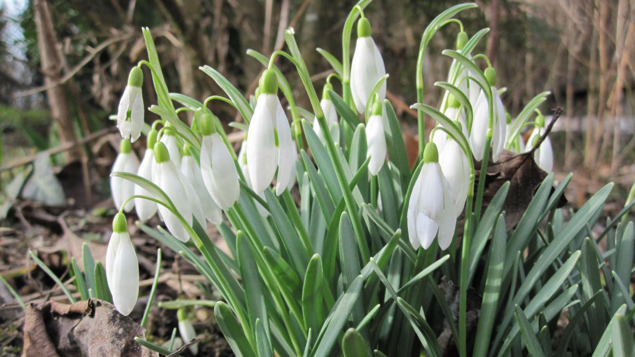 schneegloeckchen_28629