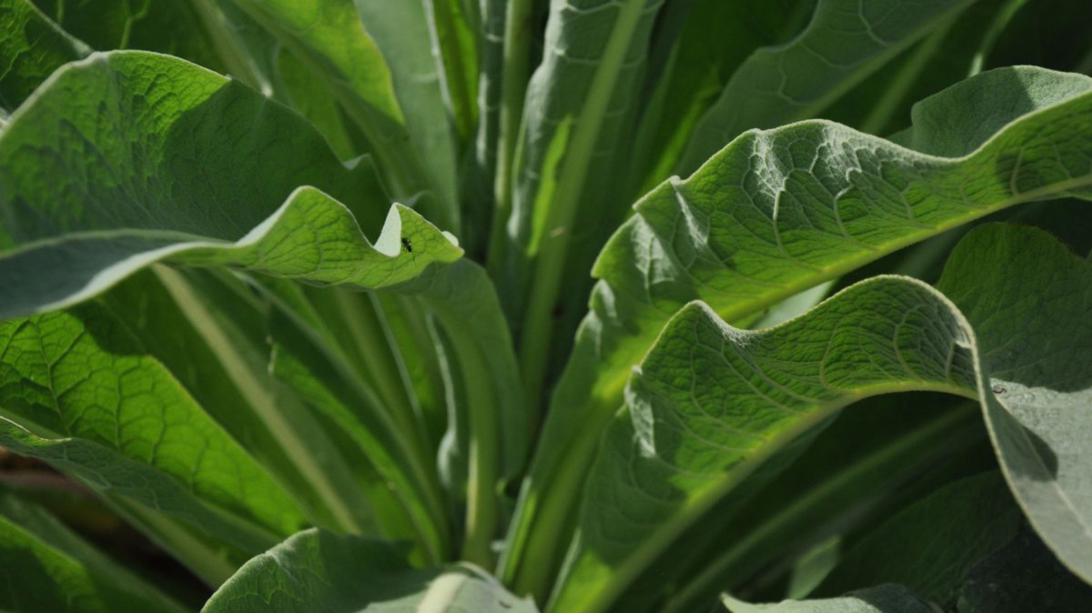 Wanderung D&uuml;rnstein am 24. Mai 2019