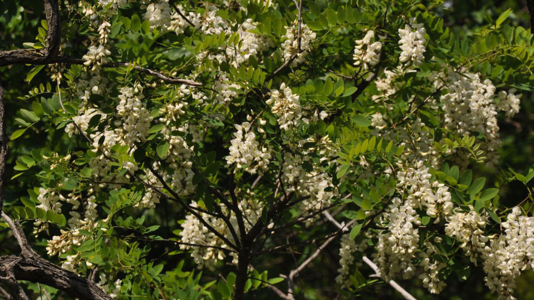 Wanderung D&uuml;rnstein am 24. Mai 2019 