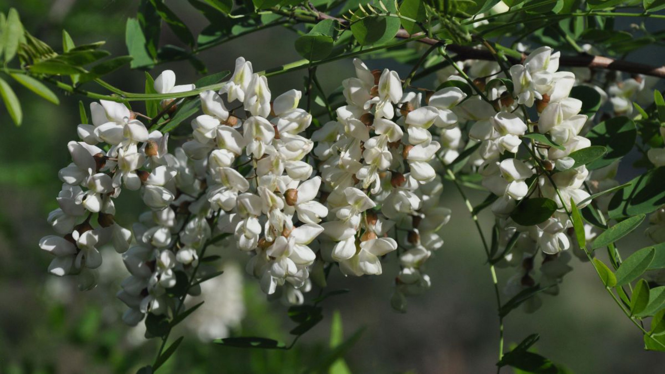 Wanderung D&uuml;rnstein am 24. Mai 2019 
