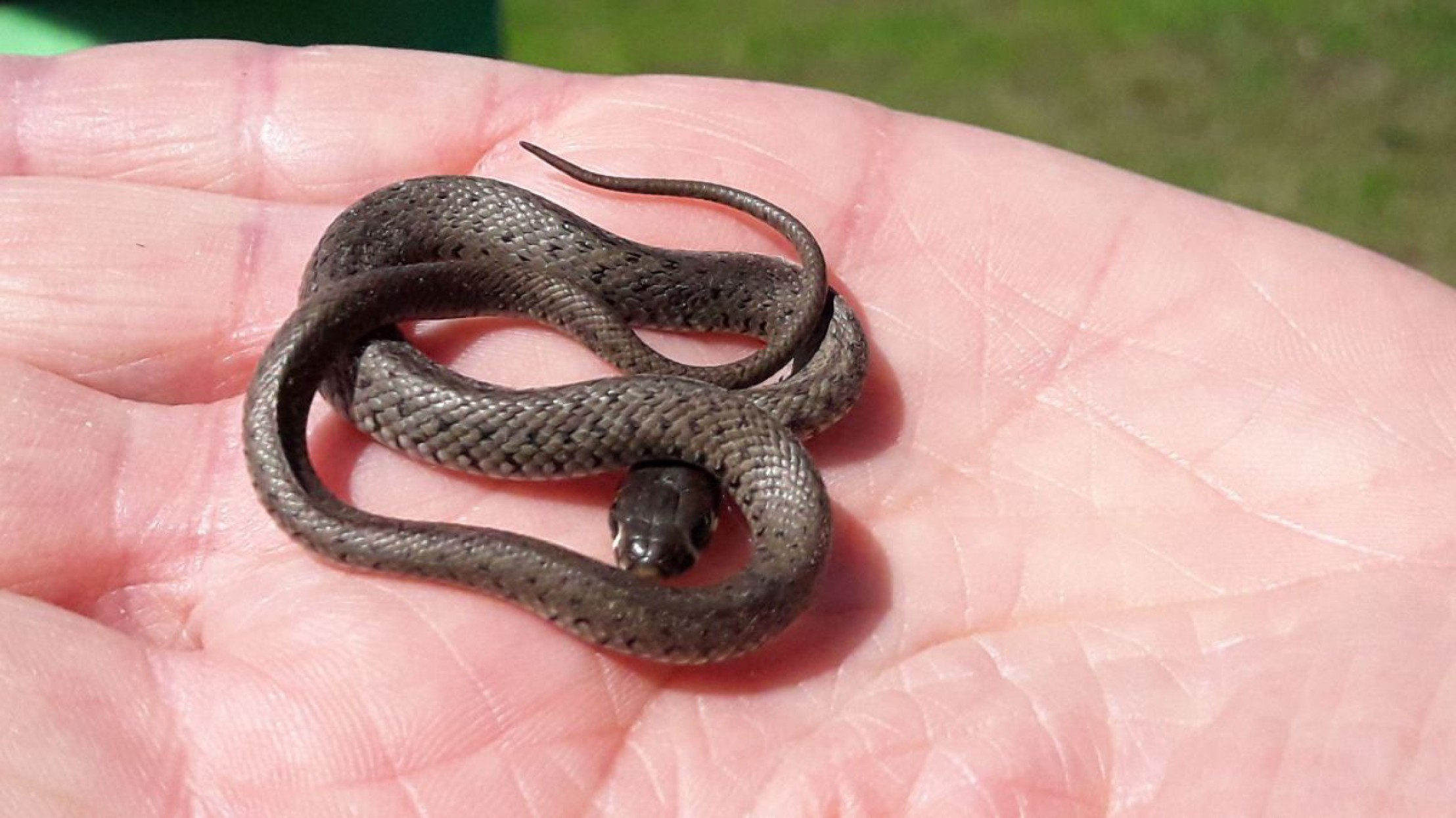 Wanderung in den March-Thaya-Auen am 24. Mai 2019