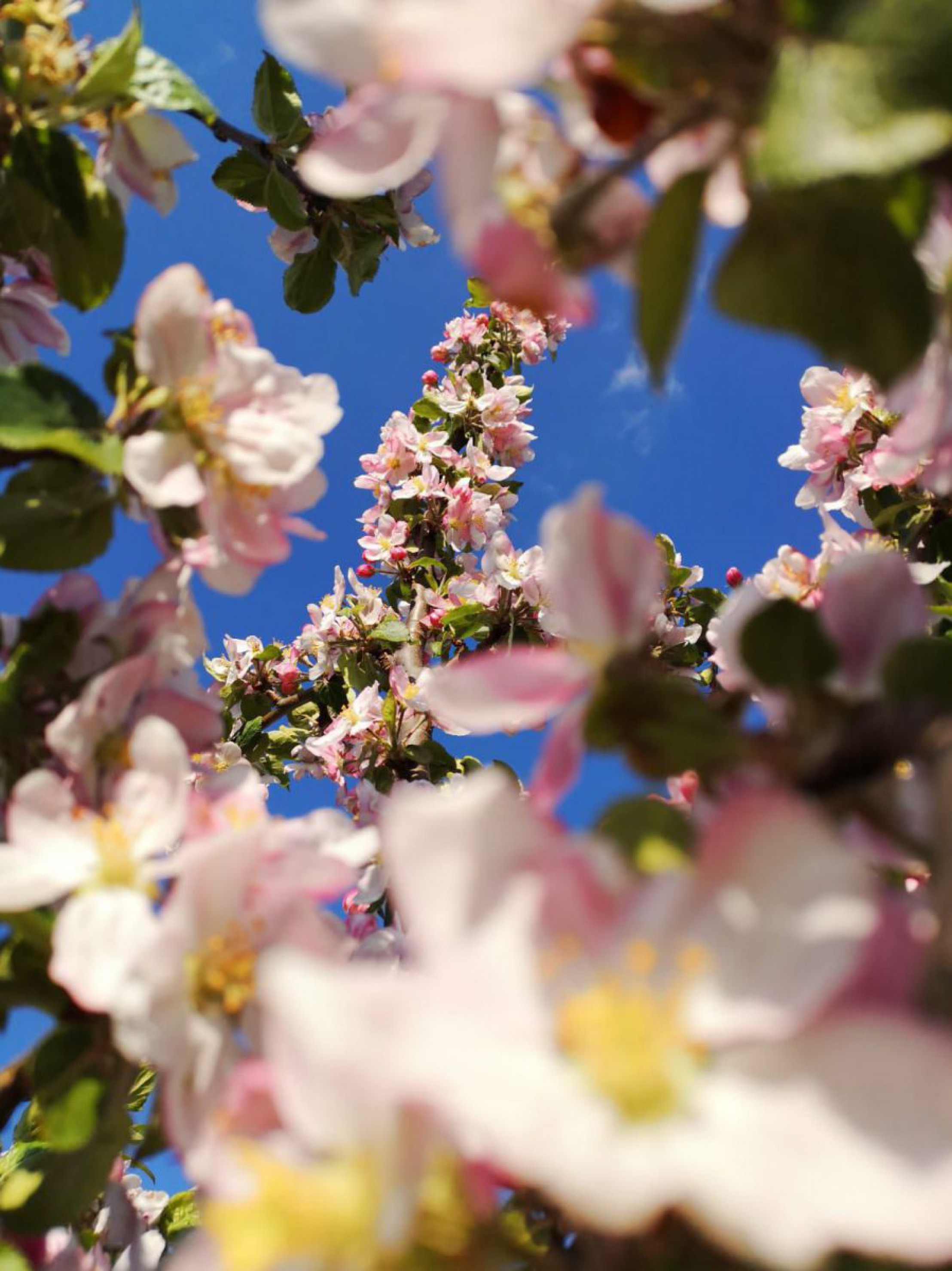Wanderung &Ouml;tscher-Torm&auml;uer 24. Mai 2019