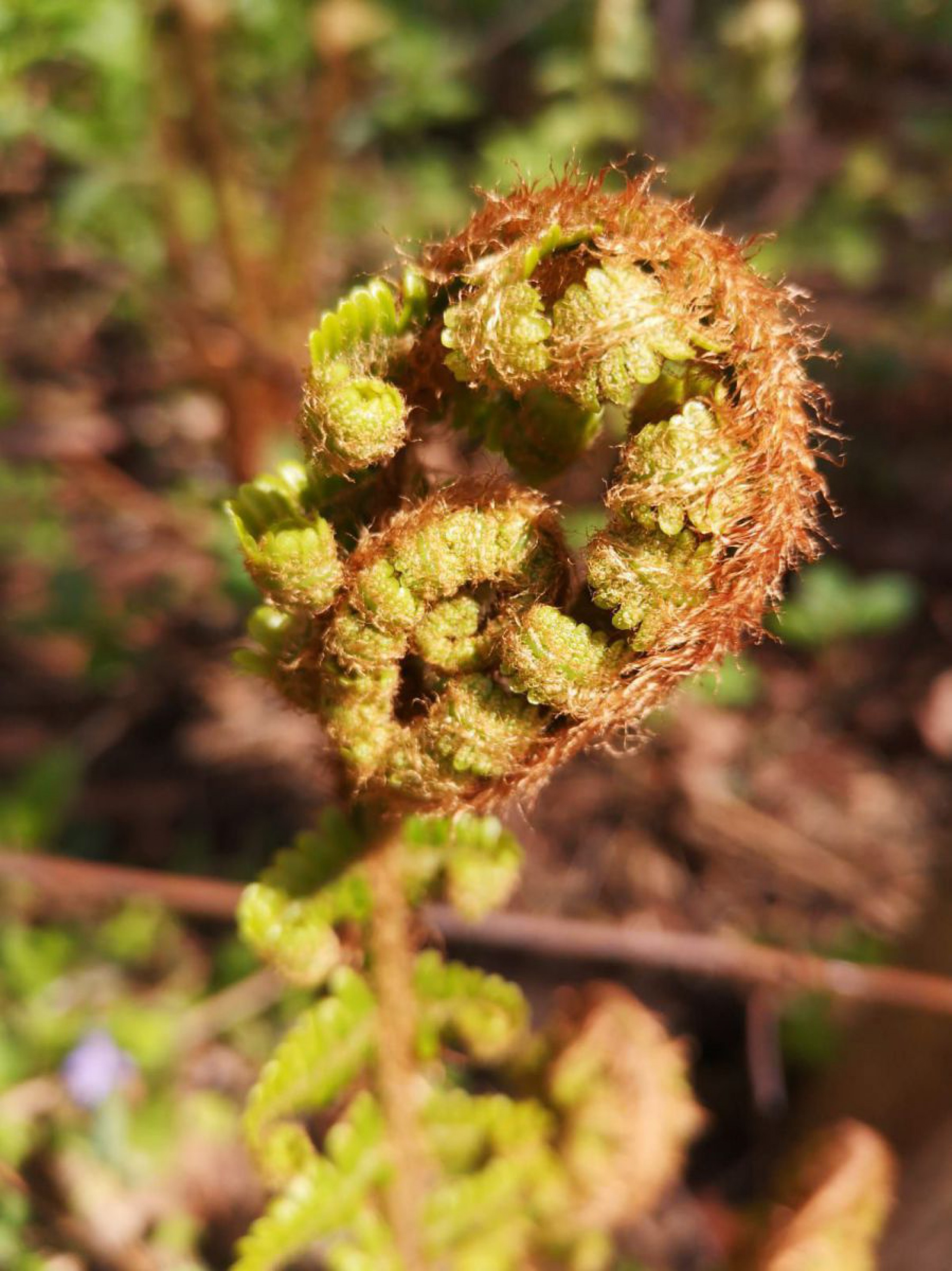 Wanderung &Ouml;tscher-Torm&auml;uer 24. Mai 2019