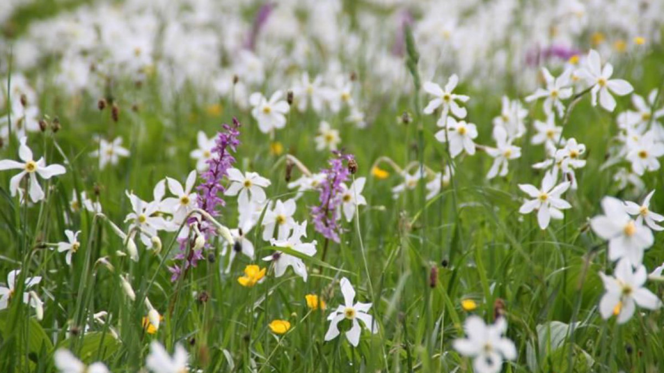 Narzissenwiesen im Ybbstal