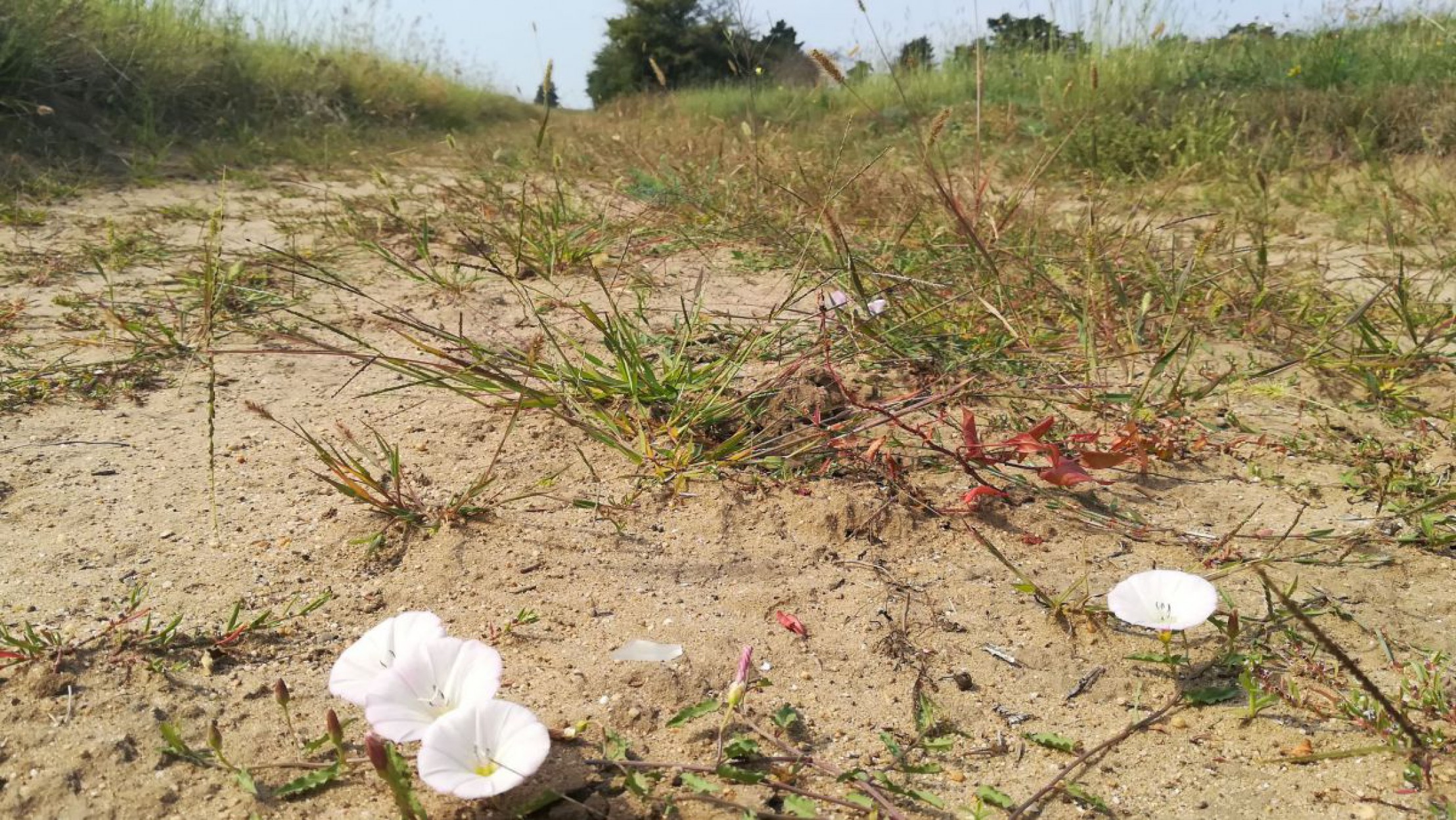 Alte Pferderennbahn in oberweiden