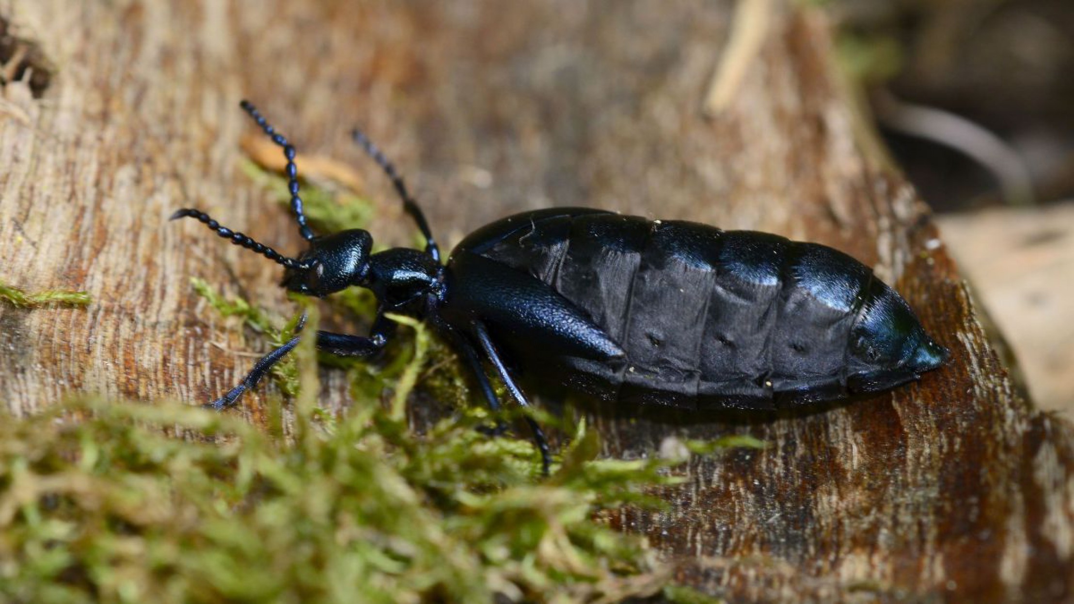 Schwarzblauer &Ouml;lk&auml;fer