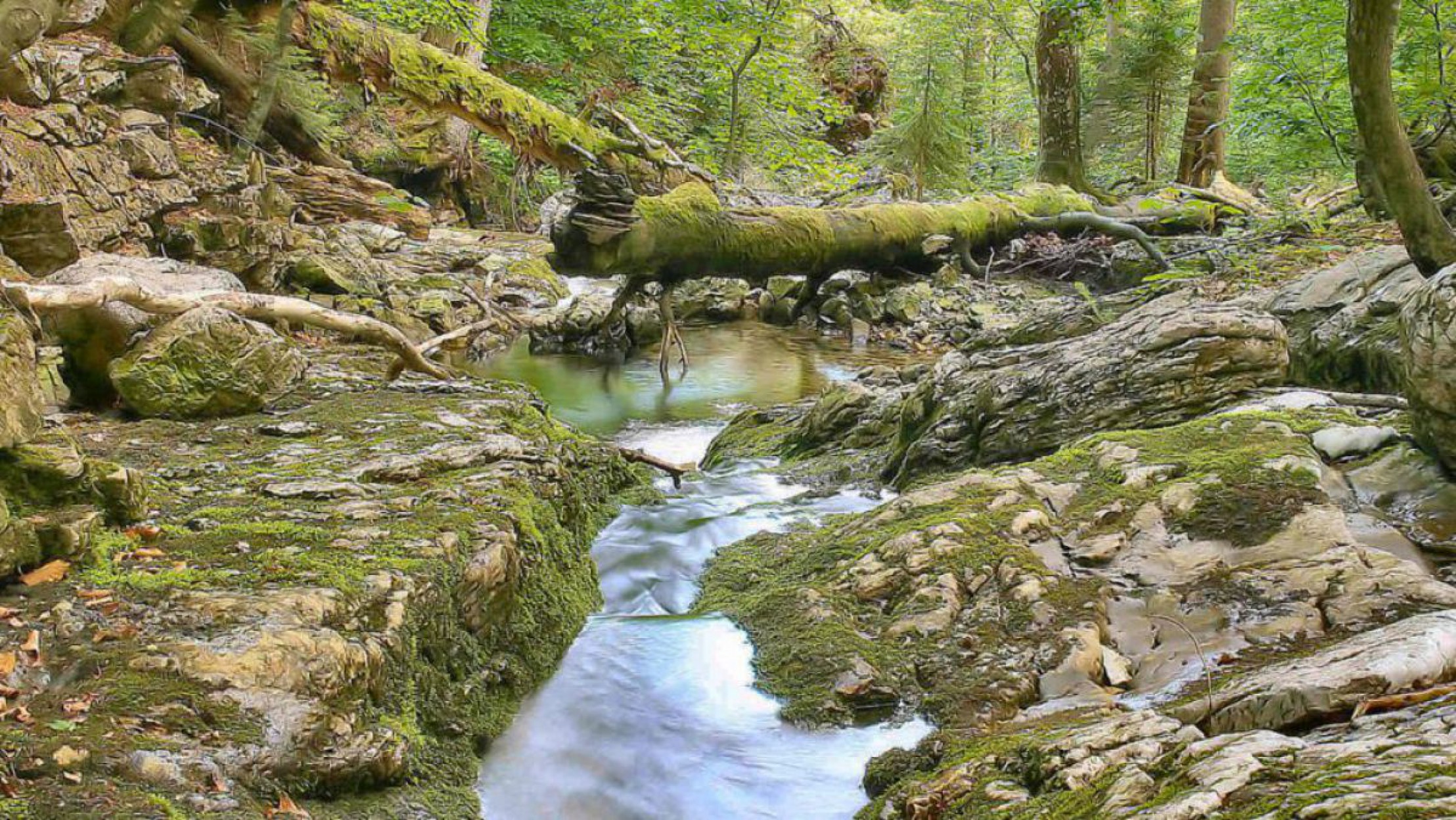 Wildnisgebiet D&uuml;rrenstein