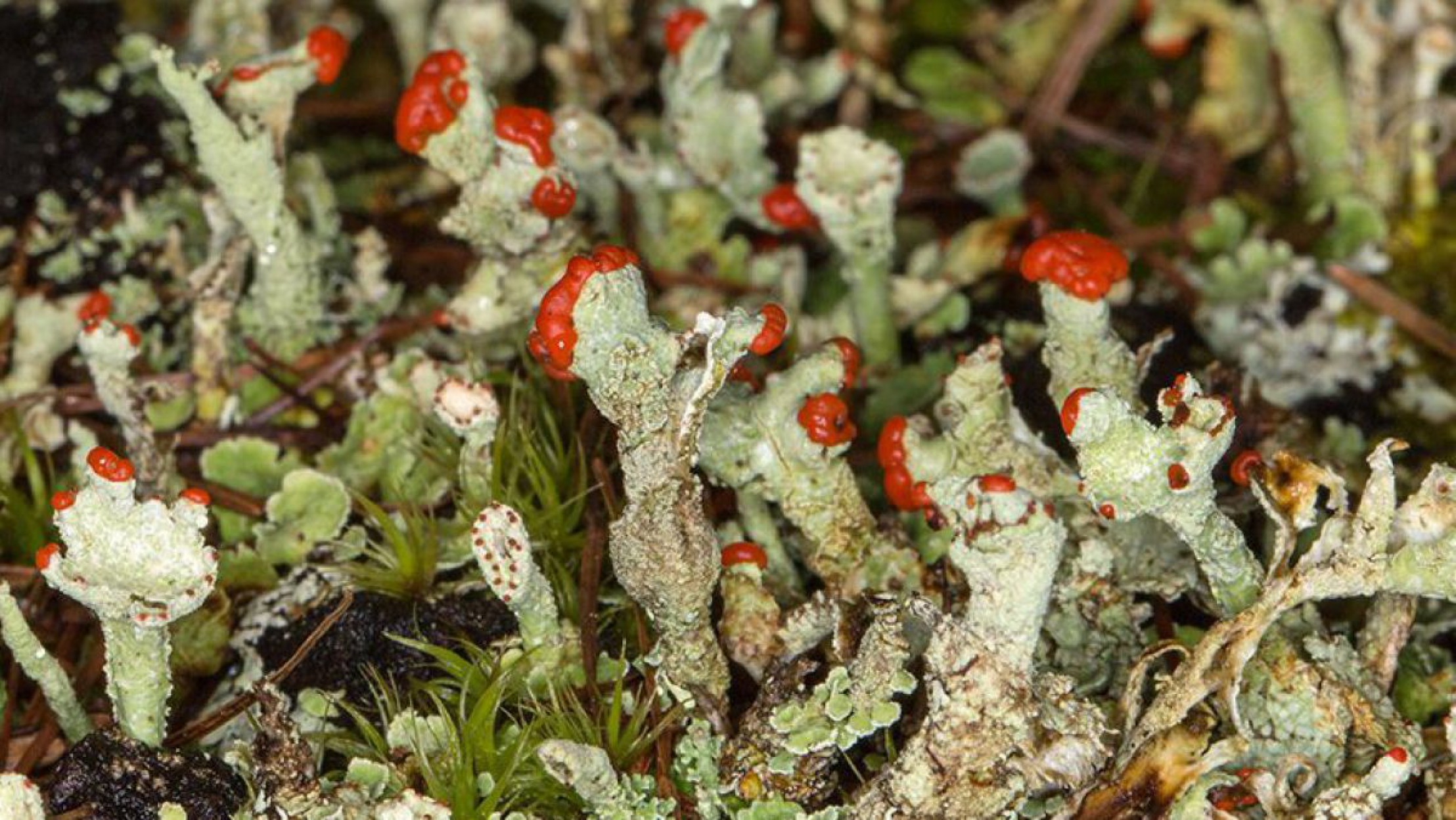 Finger-Scharlachflechte