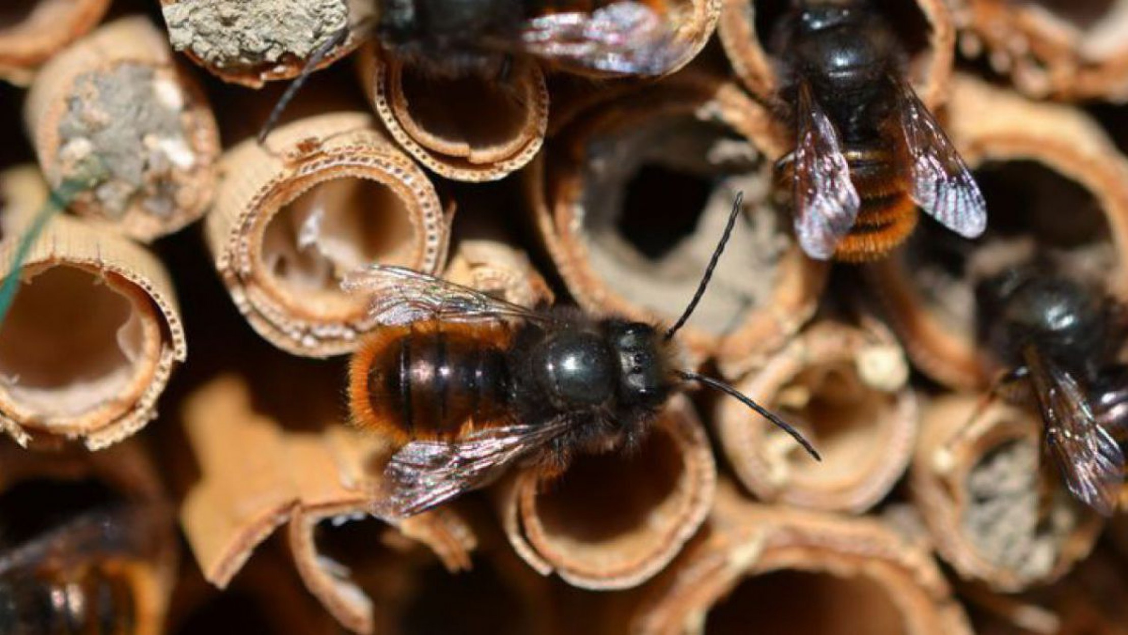 Wildbiene auf Schilf