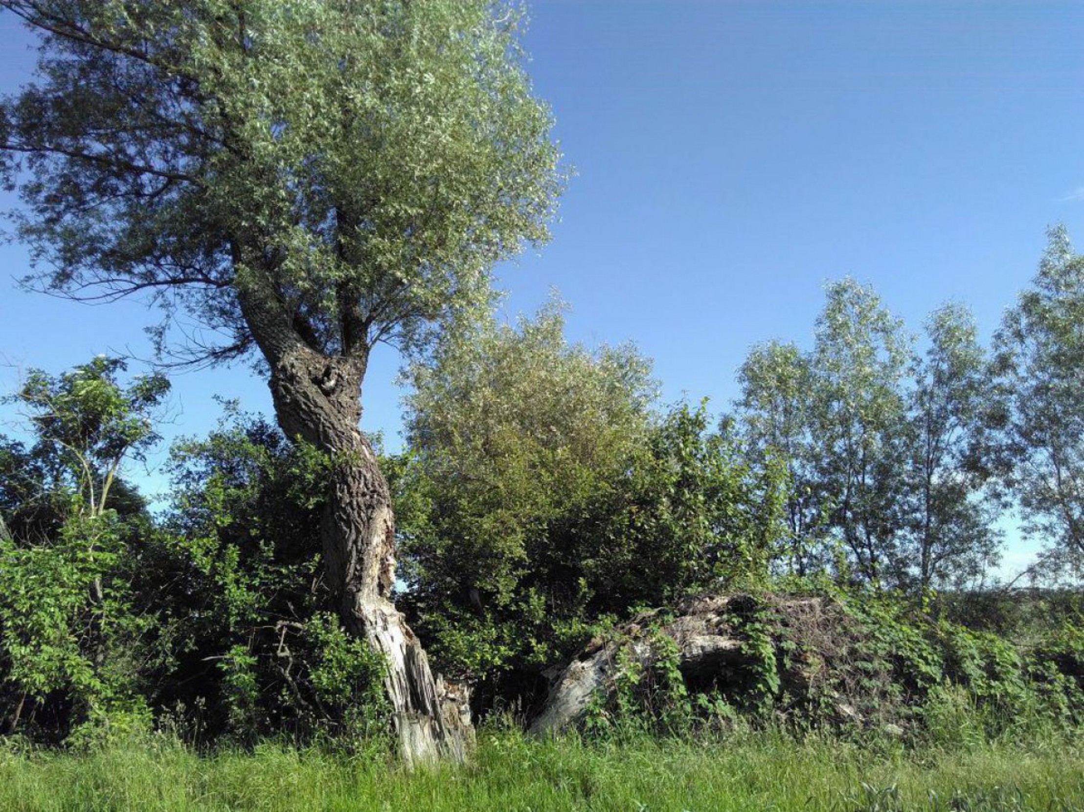 zerbrochene Kopfweide