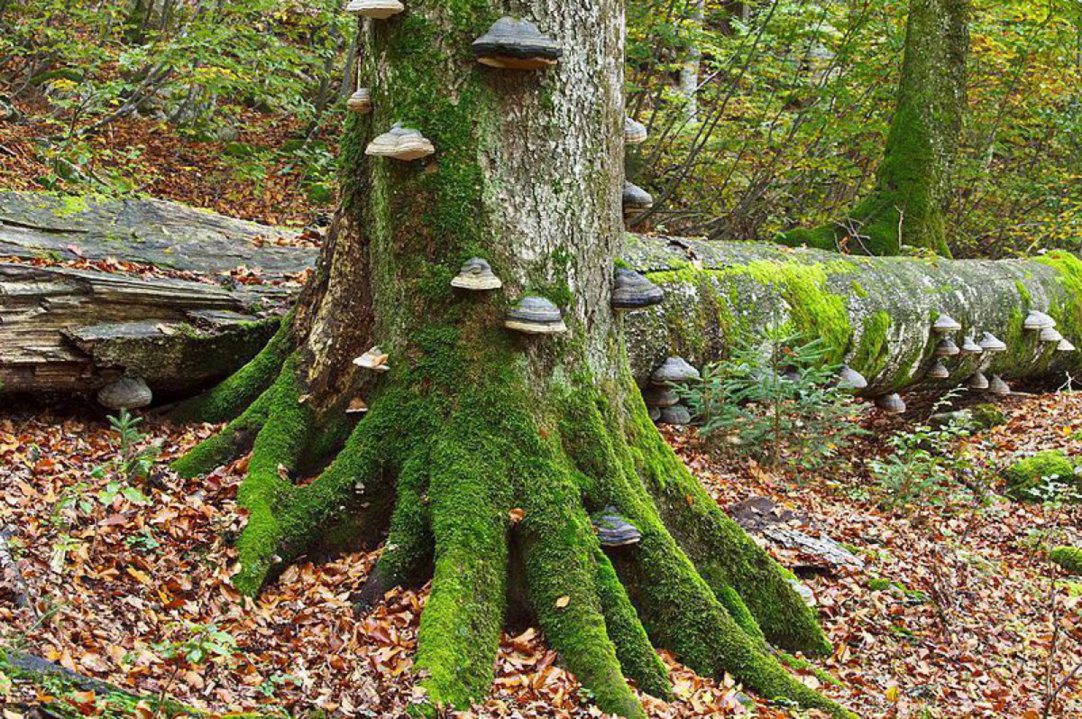 Wildnisgebiet Duerrenstein
