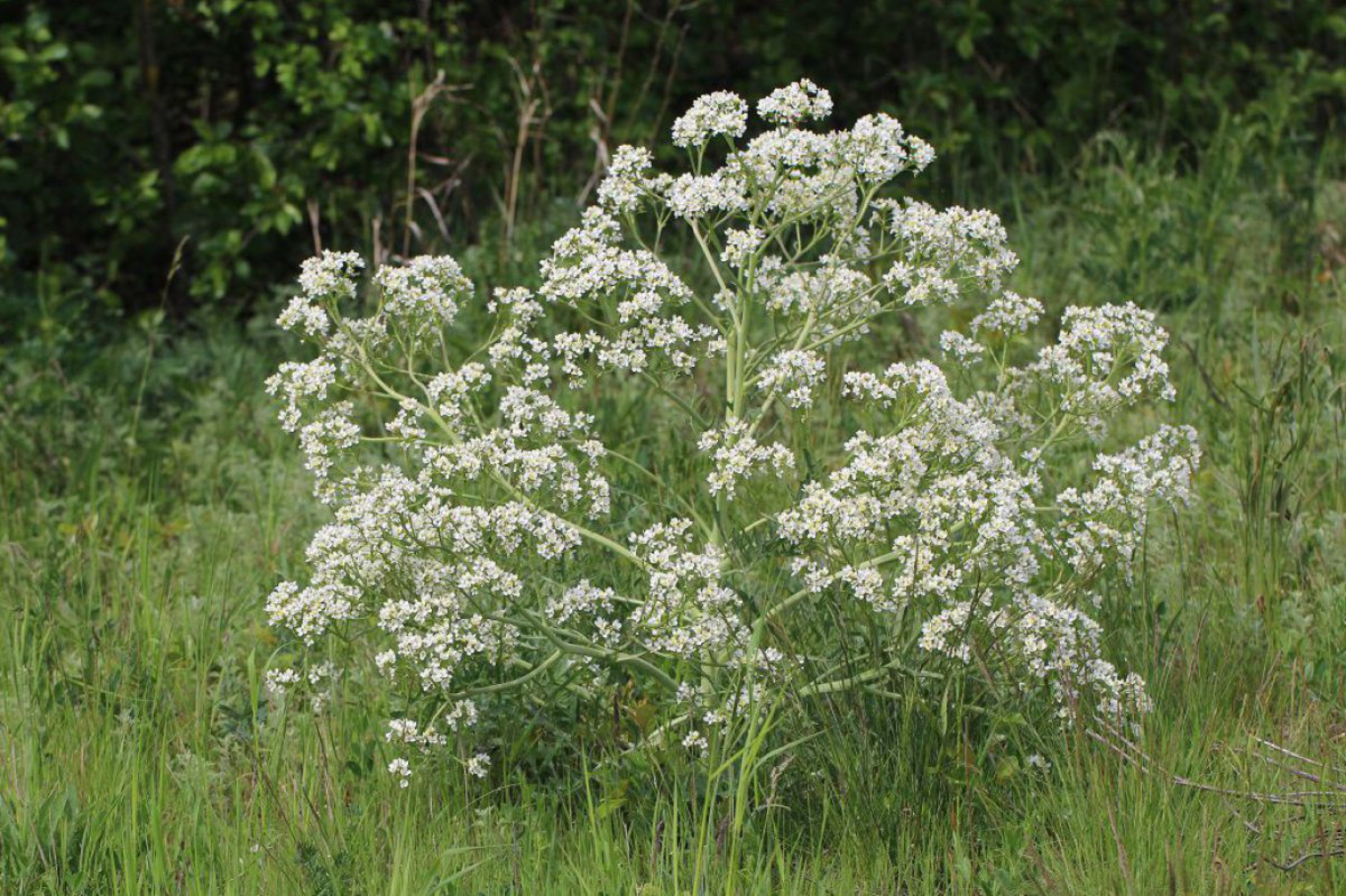 Tatarischer Meerkohl