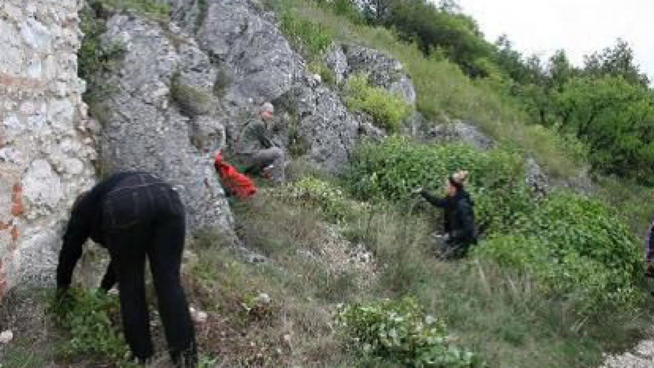 Pflege durch Freiwillige am Gr&uuml;nen Band