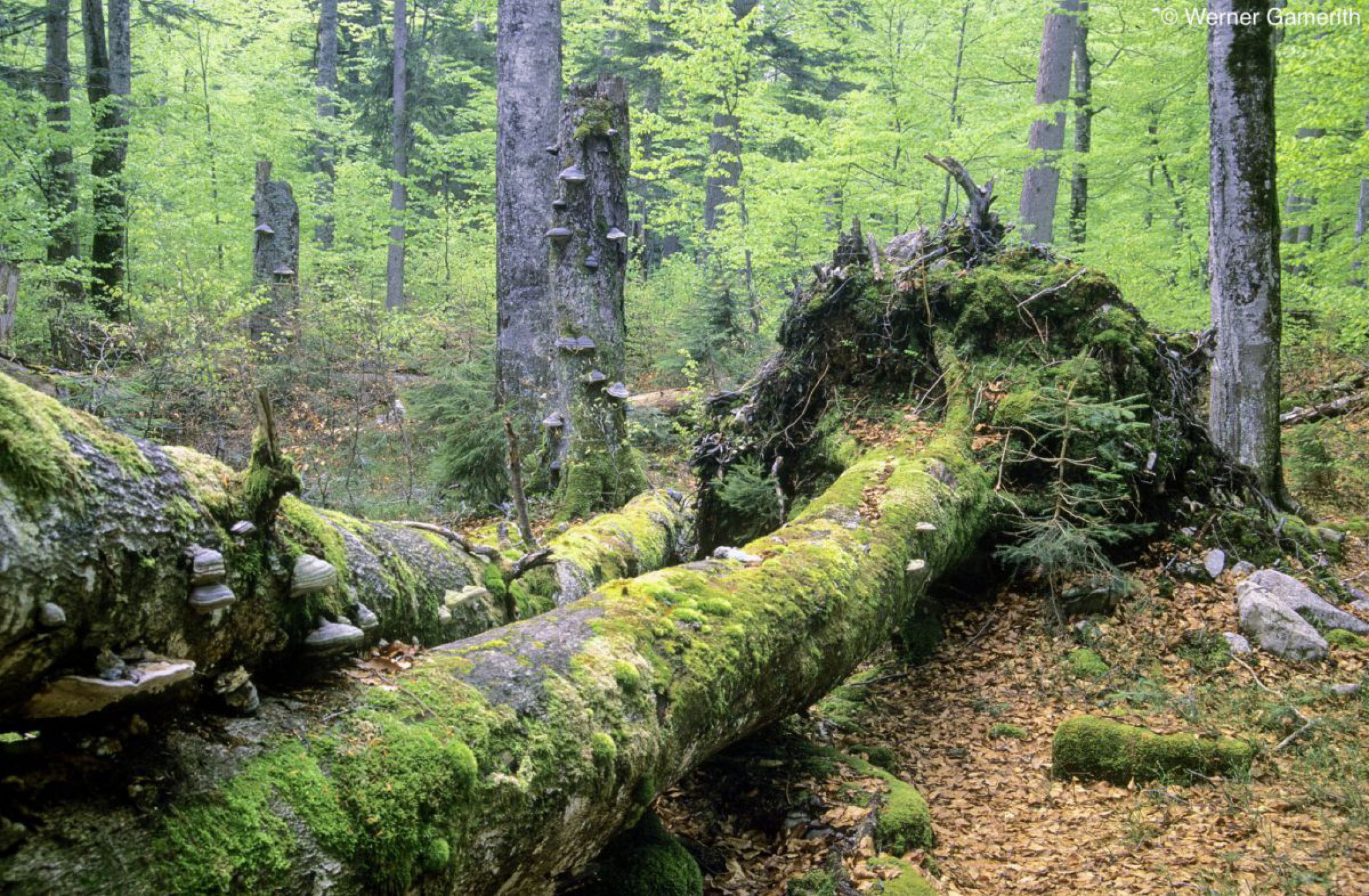 wildnisgebiet-duerrenstein-c-werner-gamerith