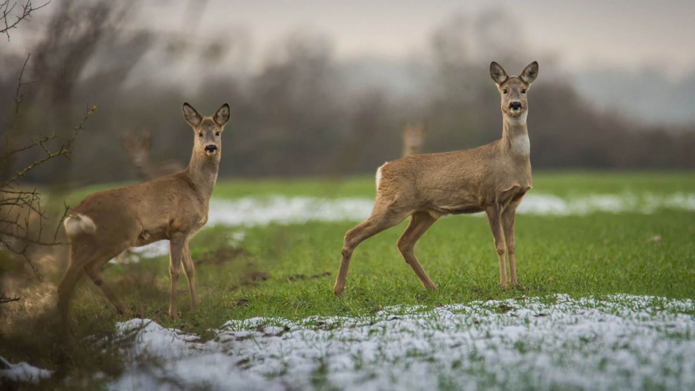 reh-c-sven-lachmann-auf-pixabay