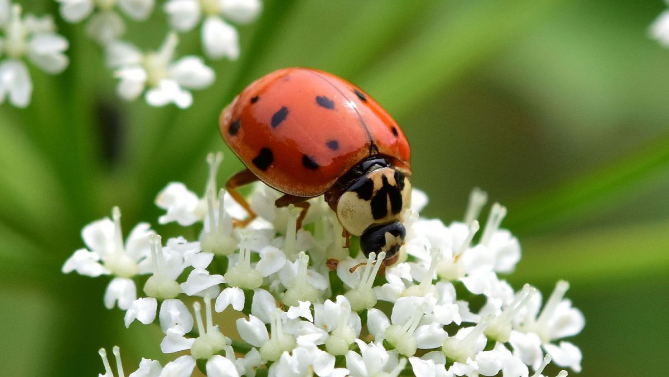 Asiatischer Marienk&auml;fer