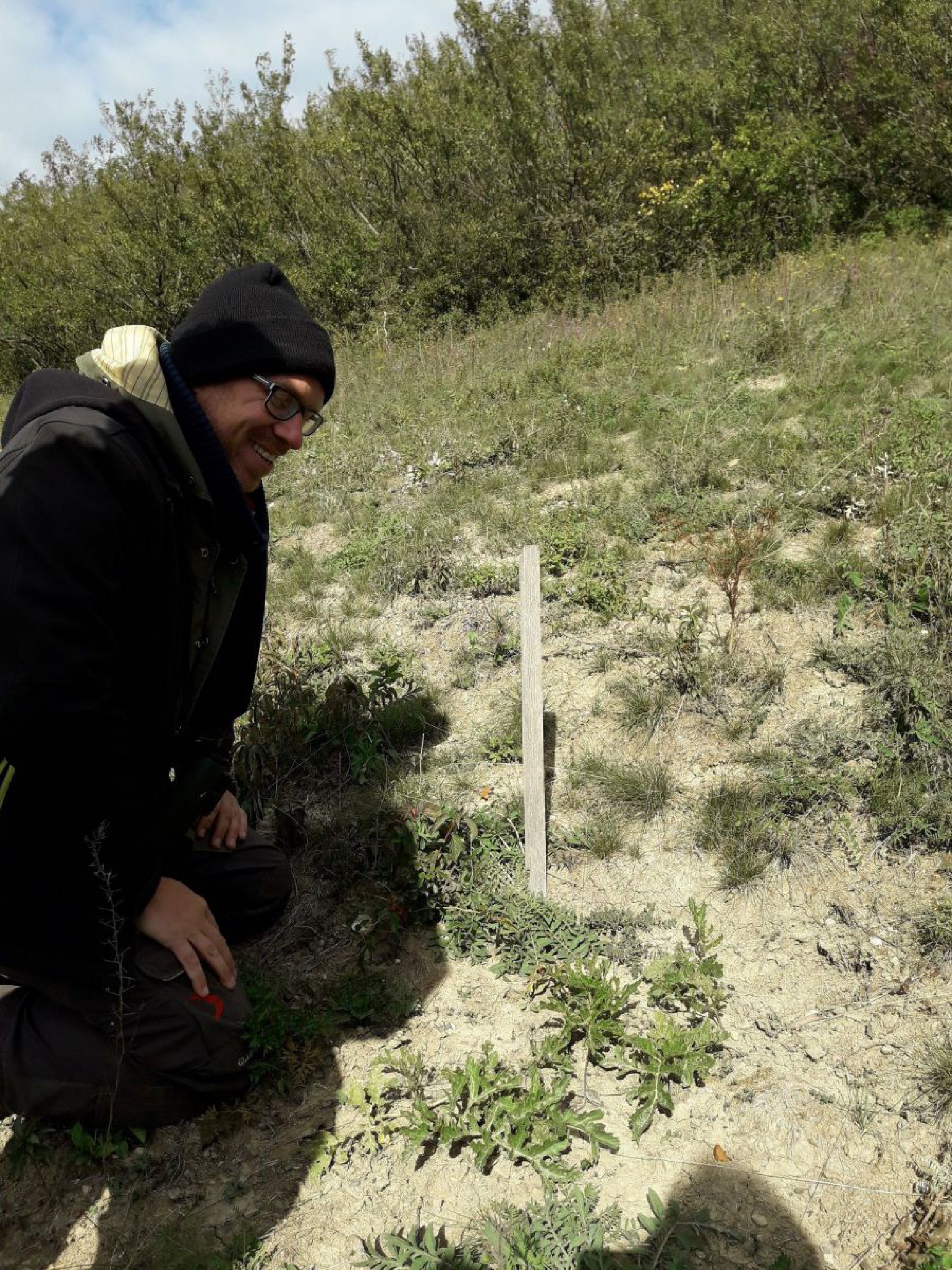 Anbauversuch f&uuml;r den Tatarischen Meerkohl