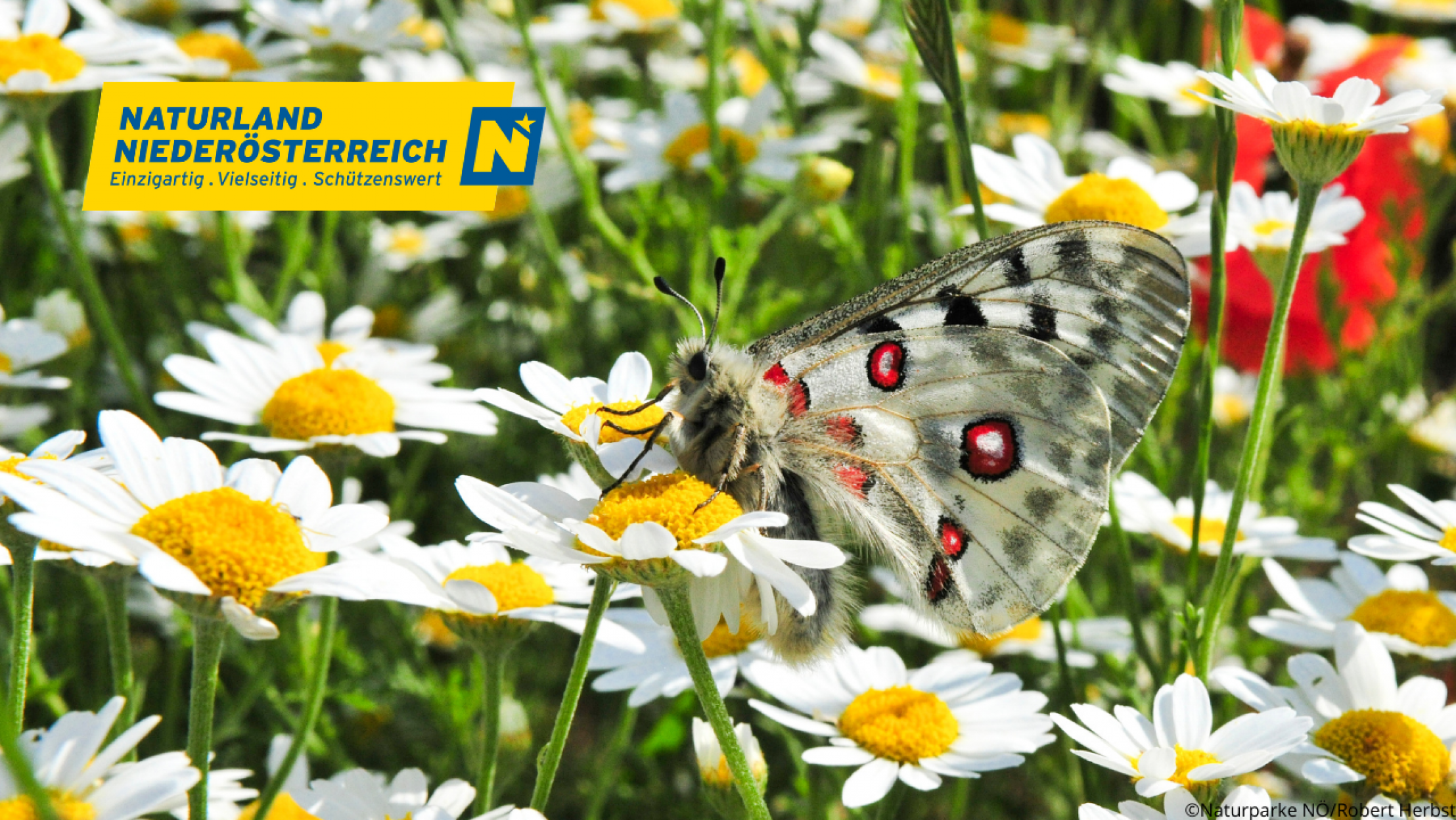 Schmetterling auf Margeriten