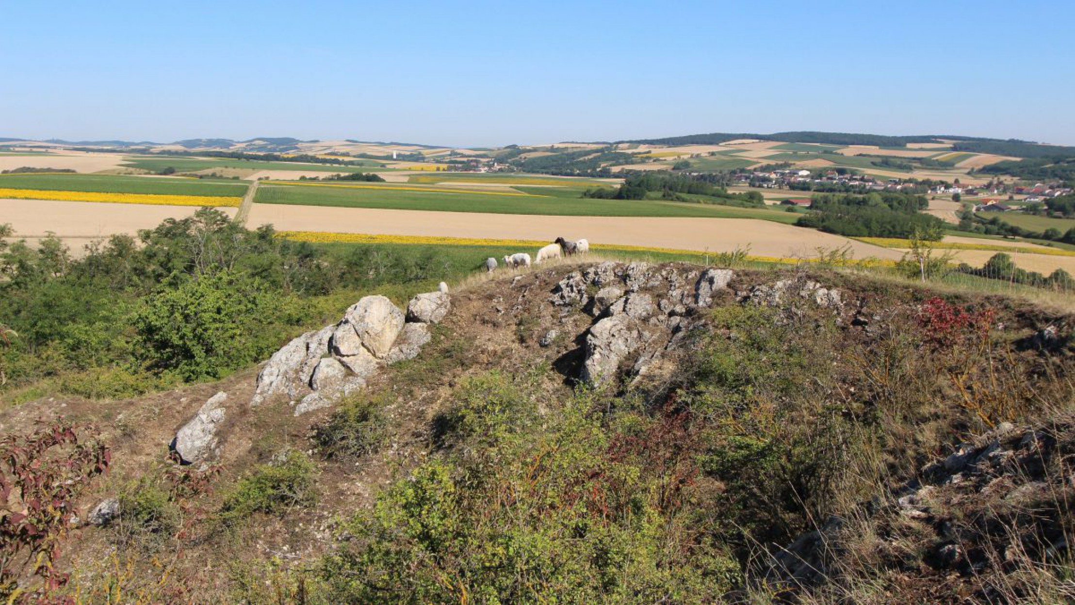 Naturdenkmal Galgenberg bei Michelstetten 